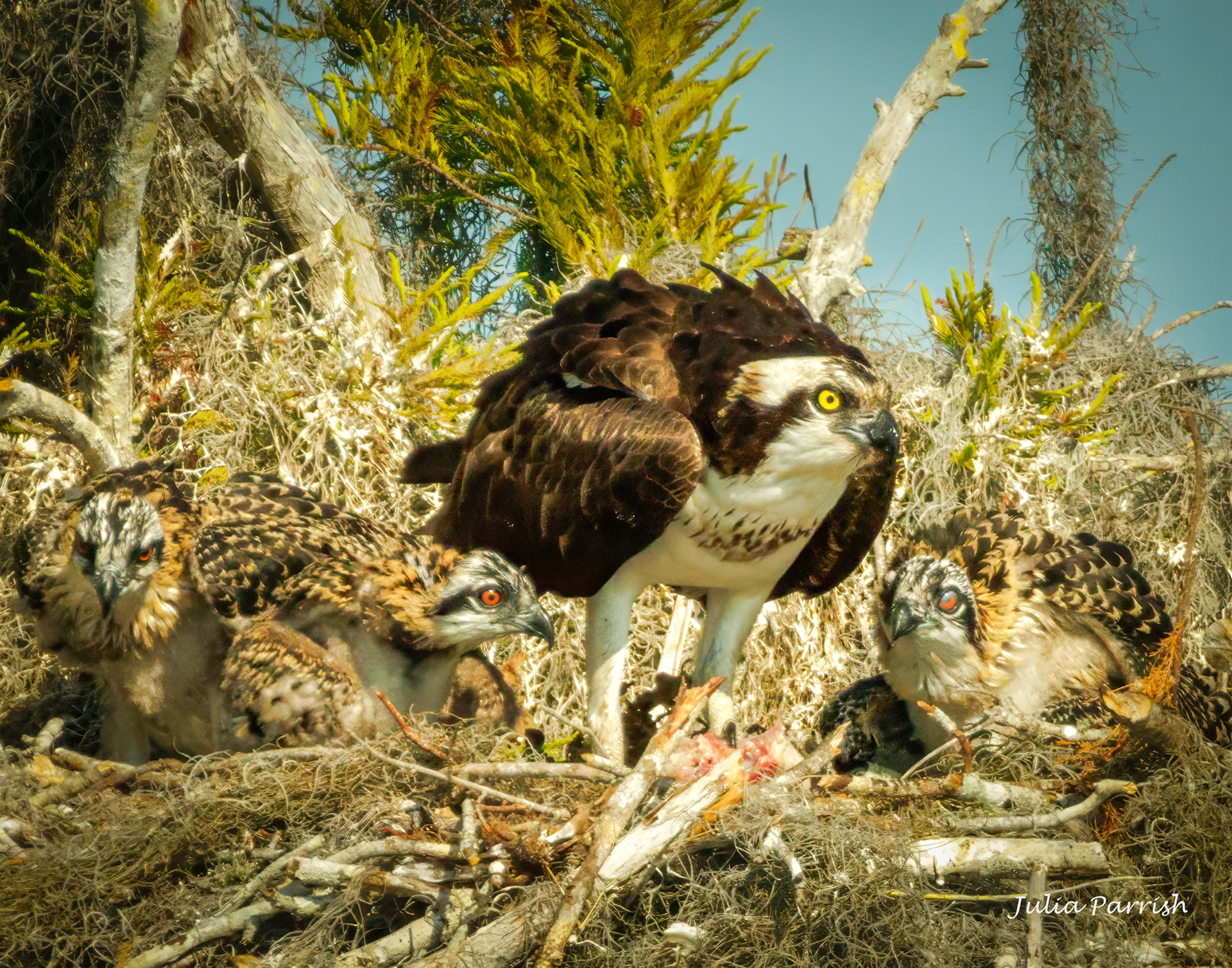 Osprey