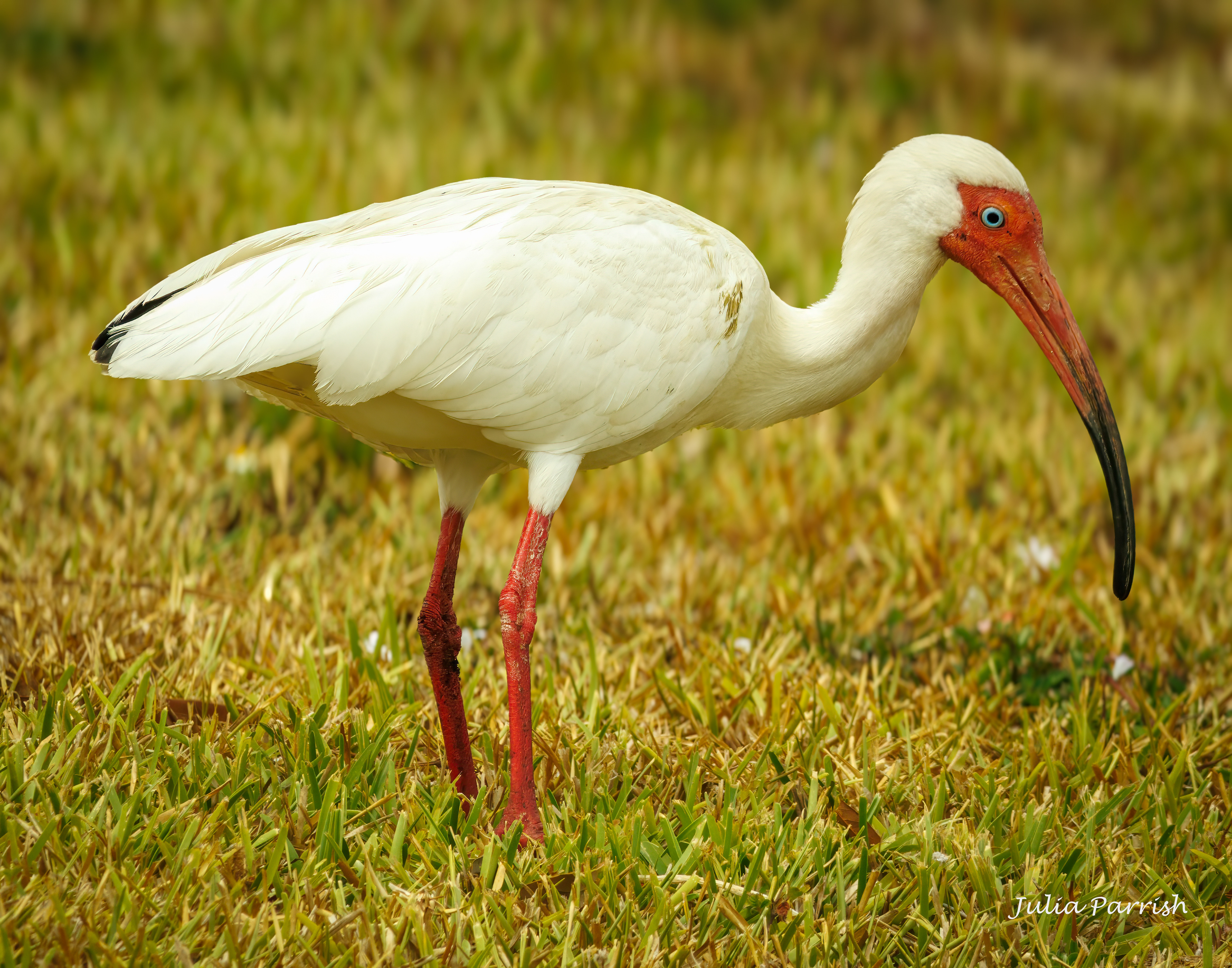 Ibis