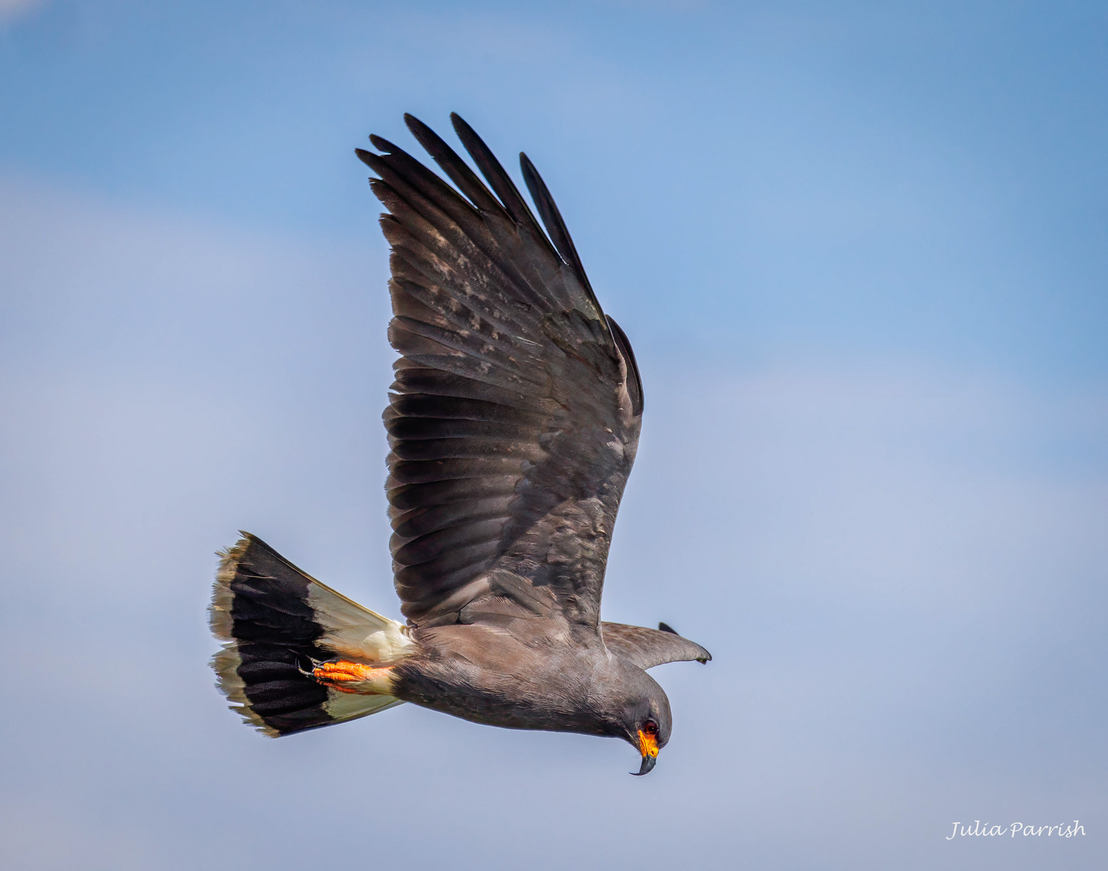 Snail Kite