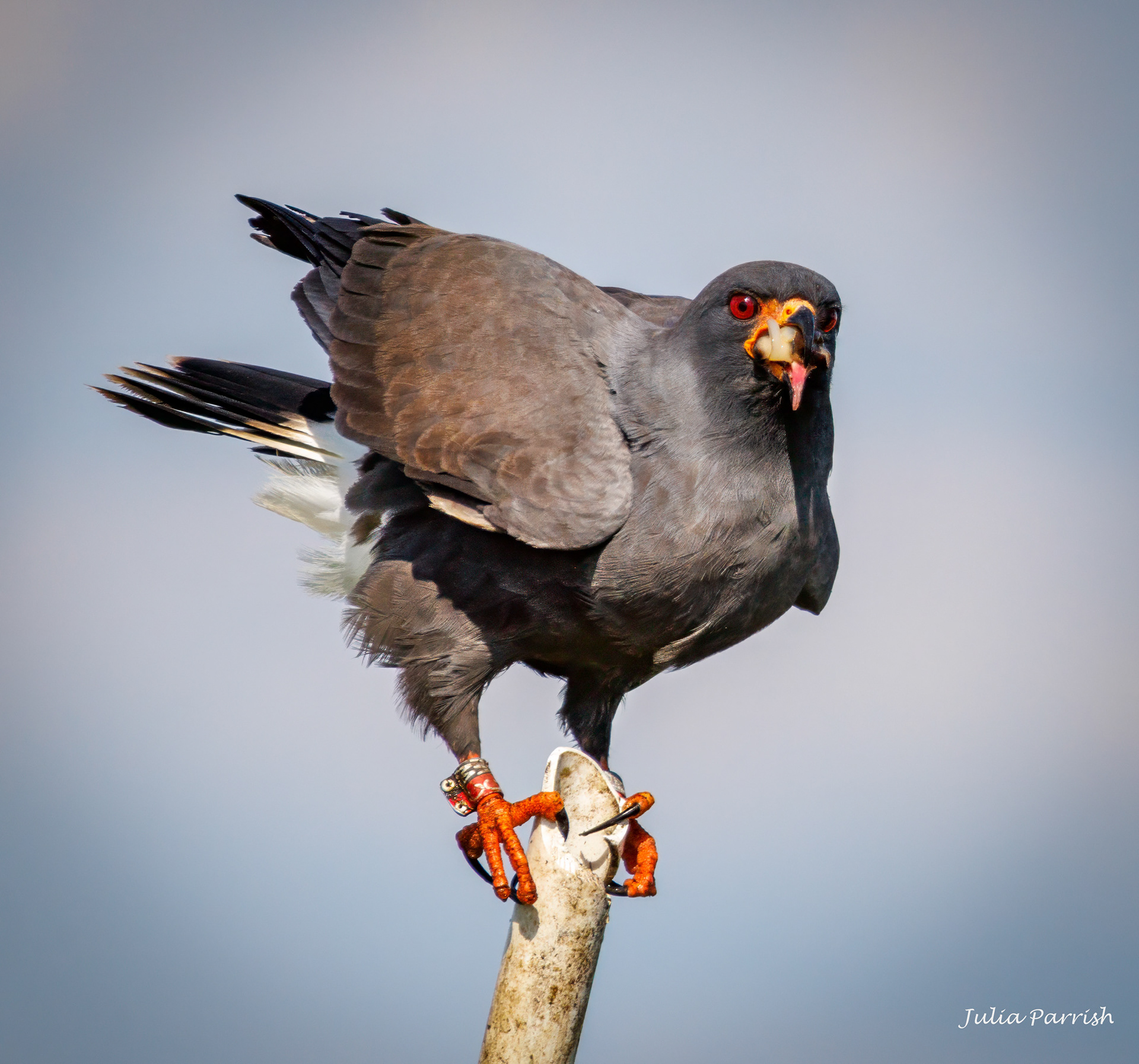 Snail Kite with Apple Snail