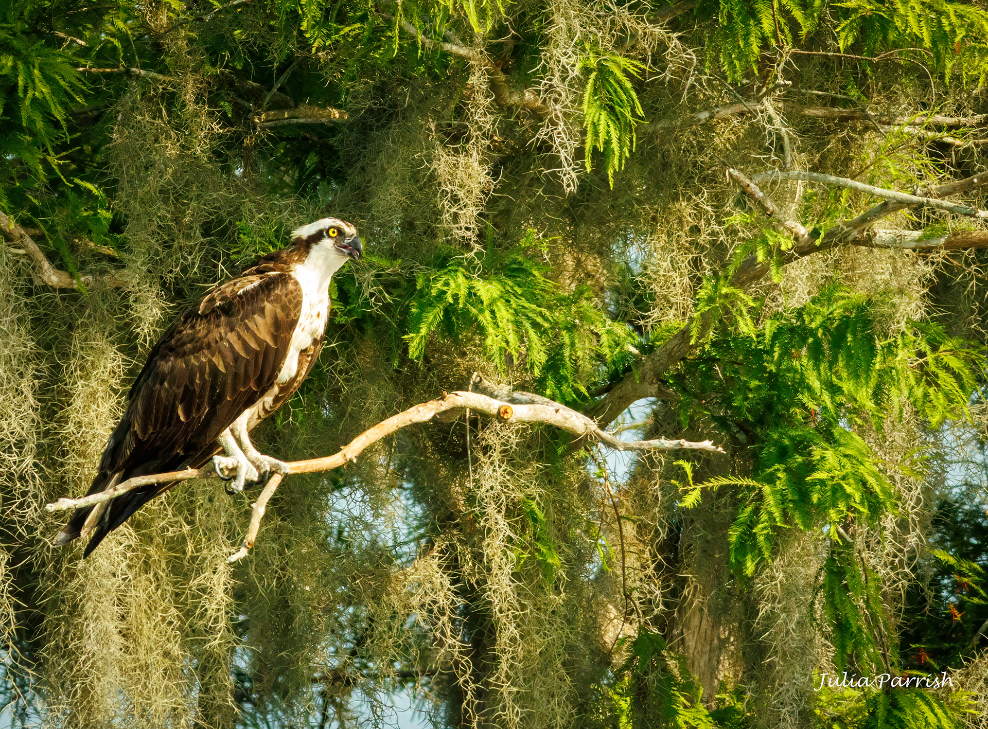 Osprey