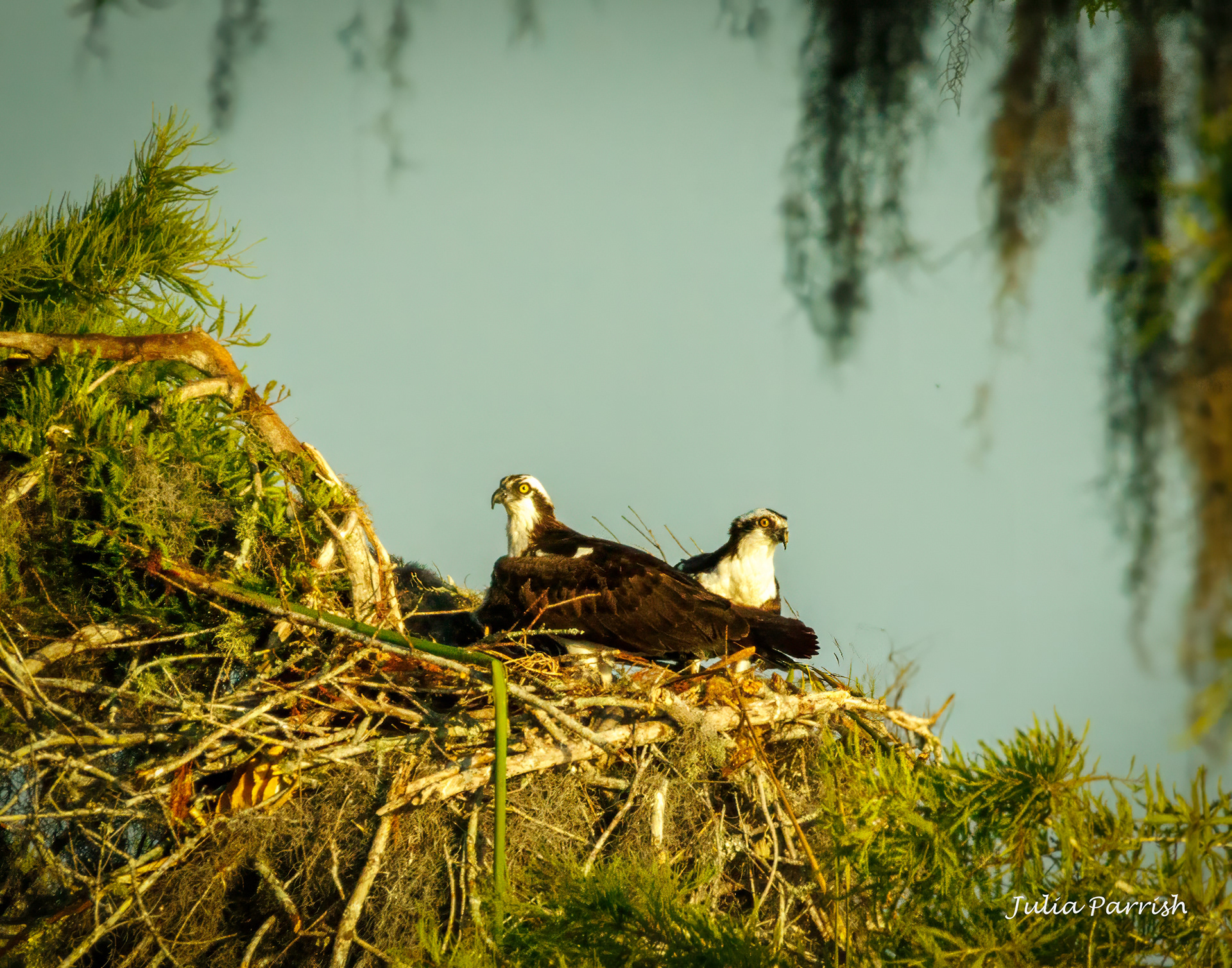 Osprey