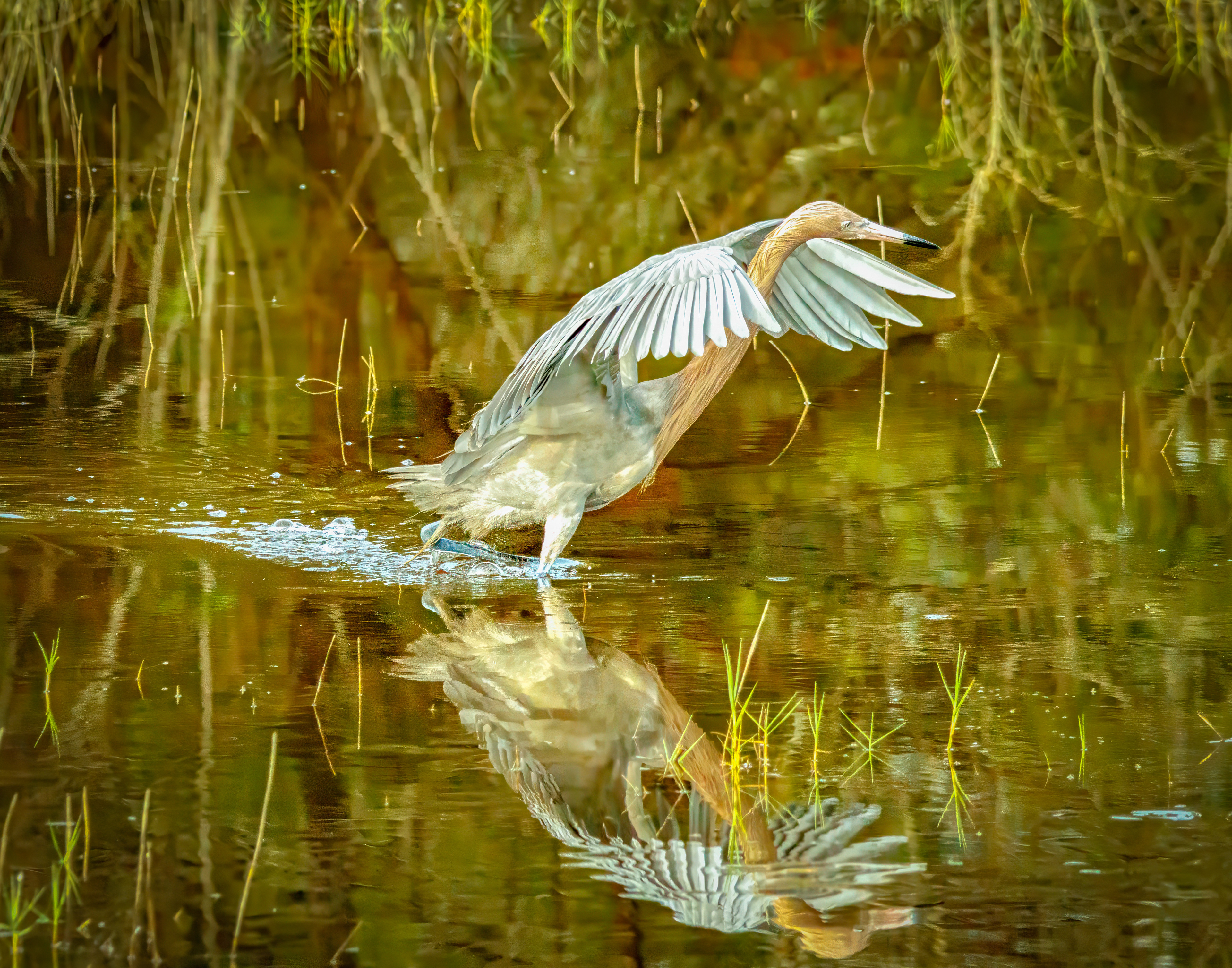 Reddish Egret