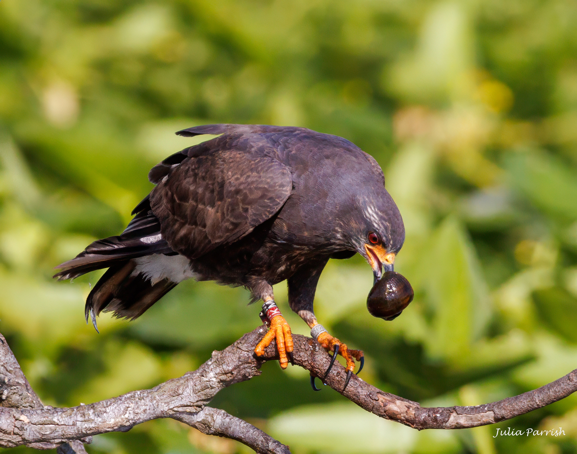Snail Kite with Apple Snail