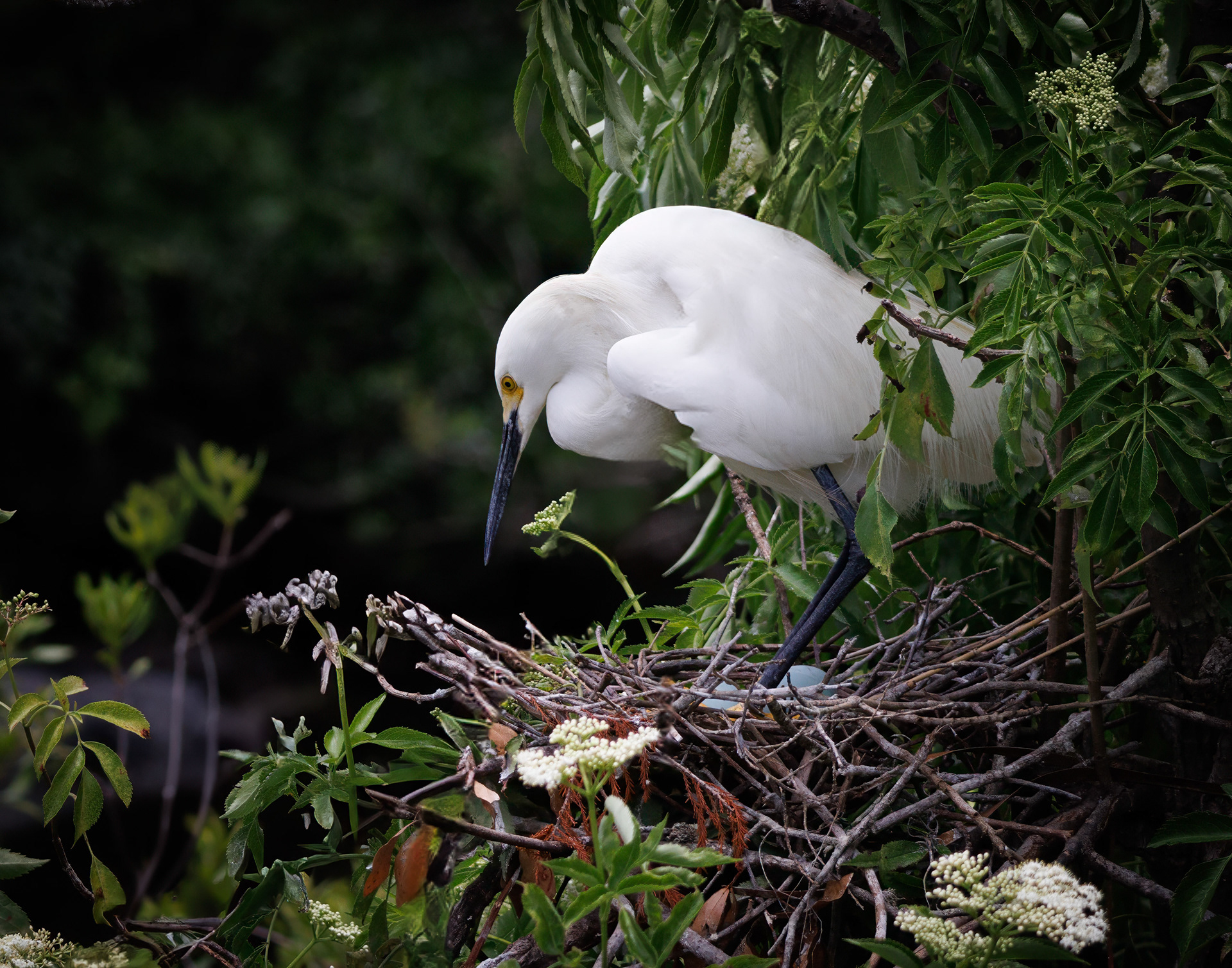Snowy Egret