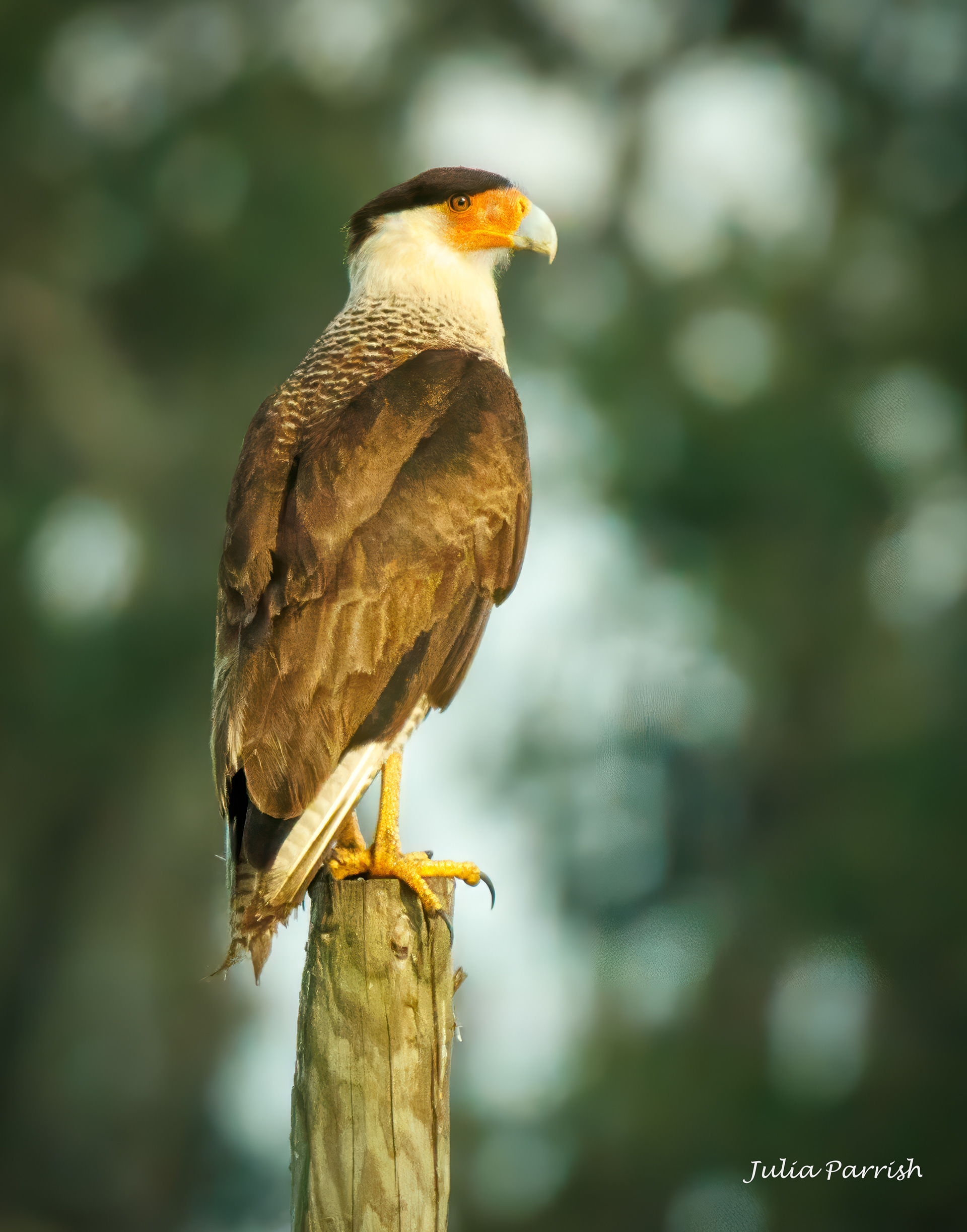 Crested Caracara