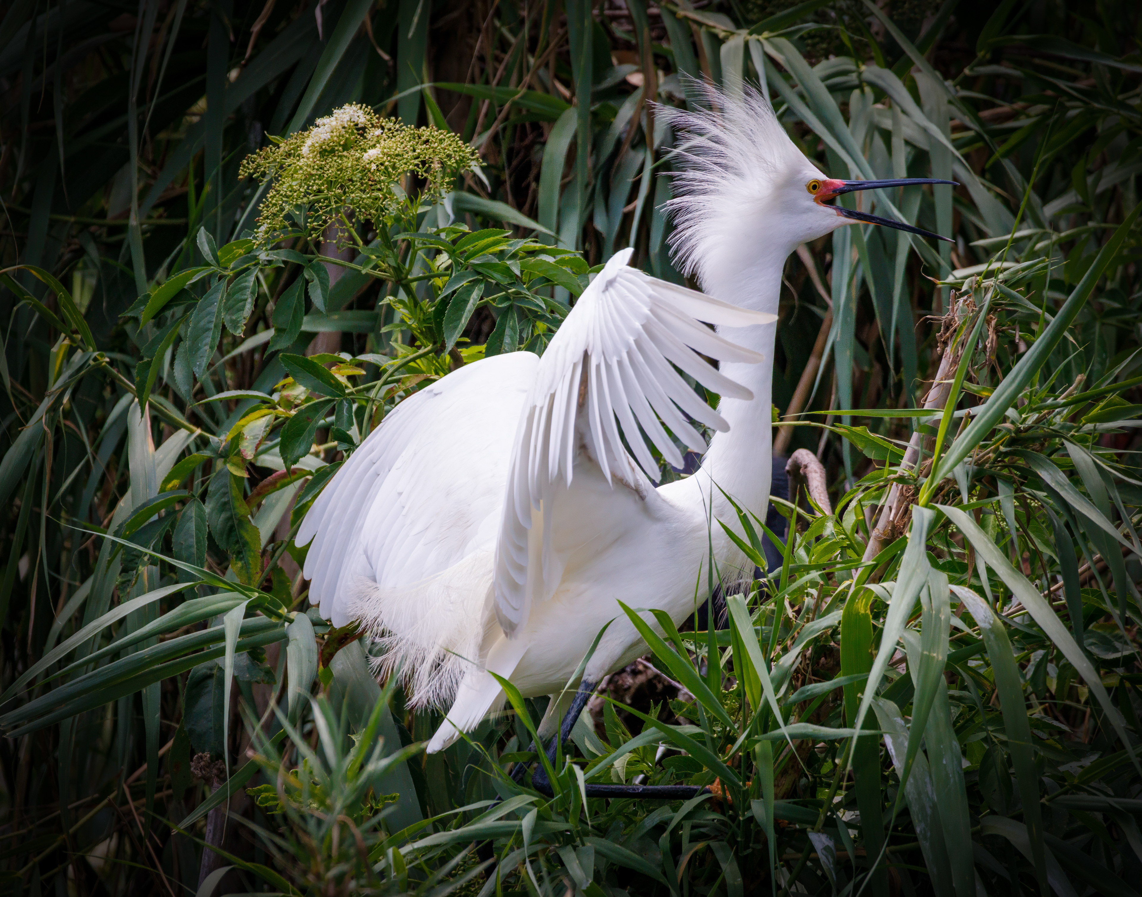 Snowy Egret