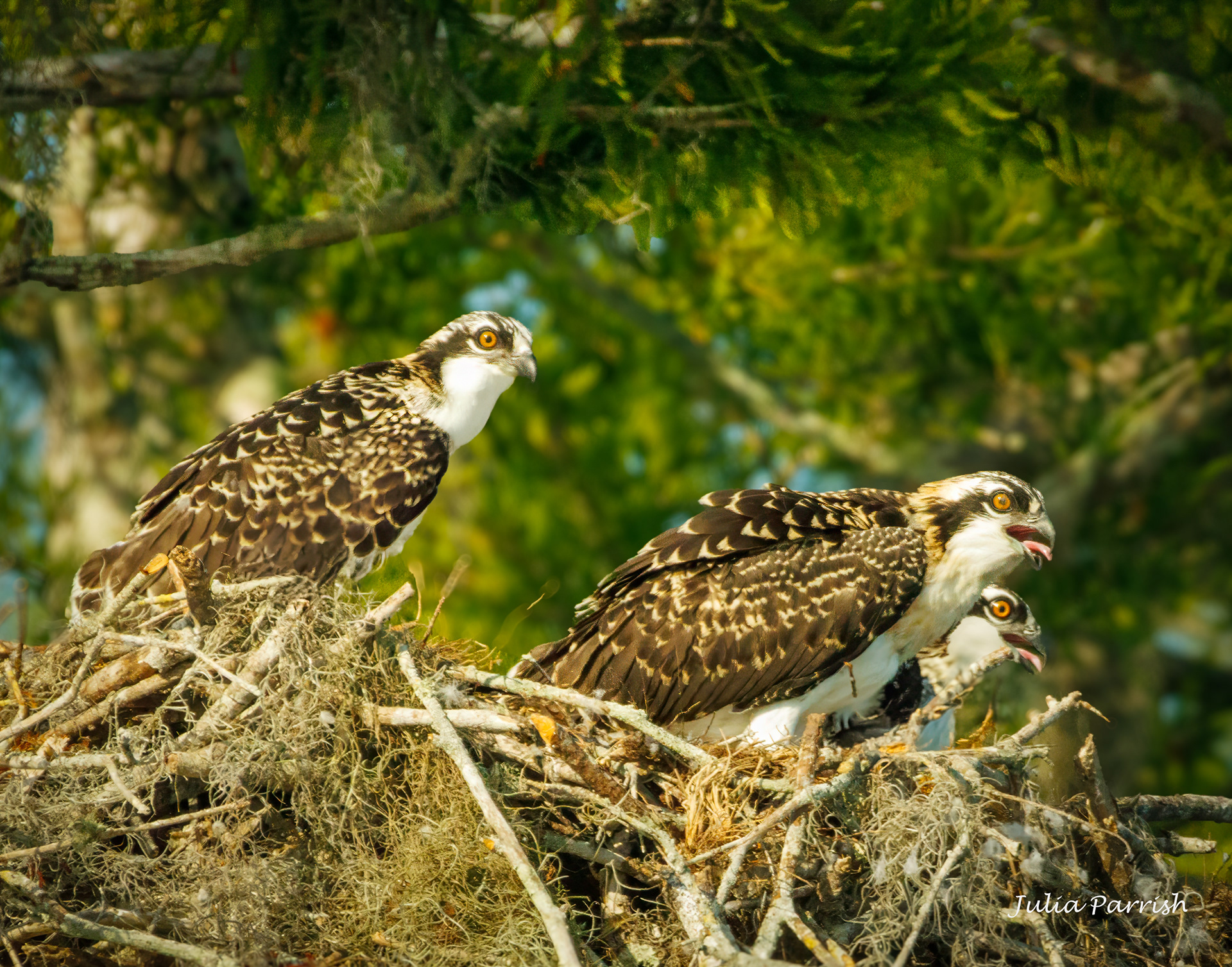Juvenile Osprey