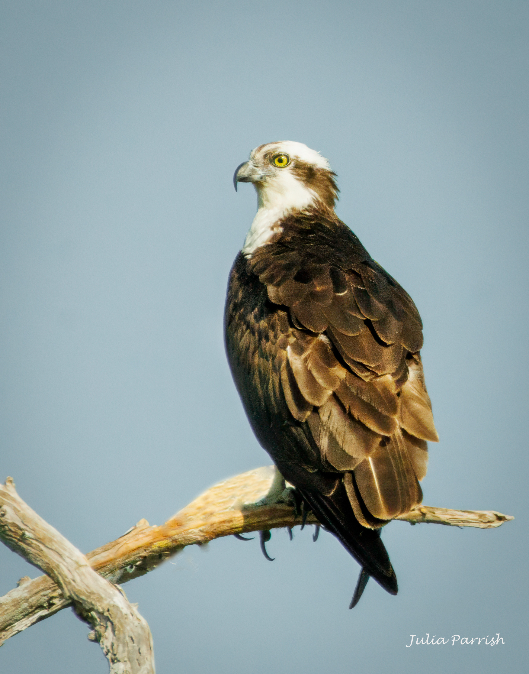 Osprey