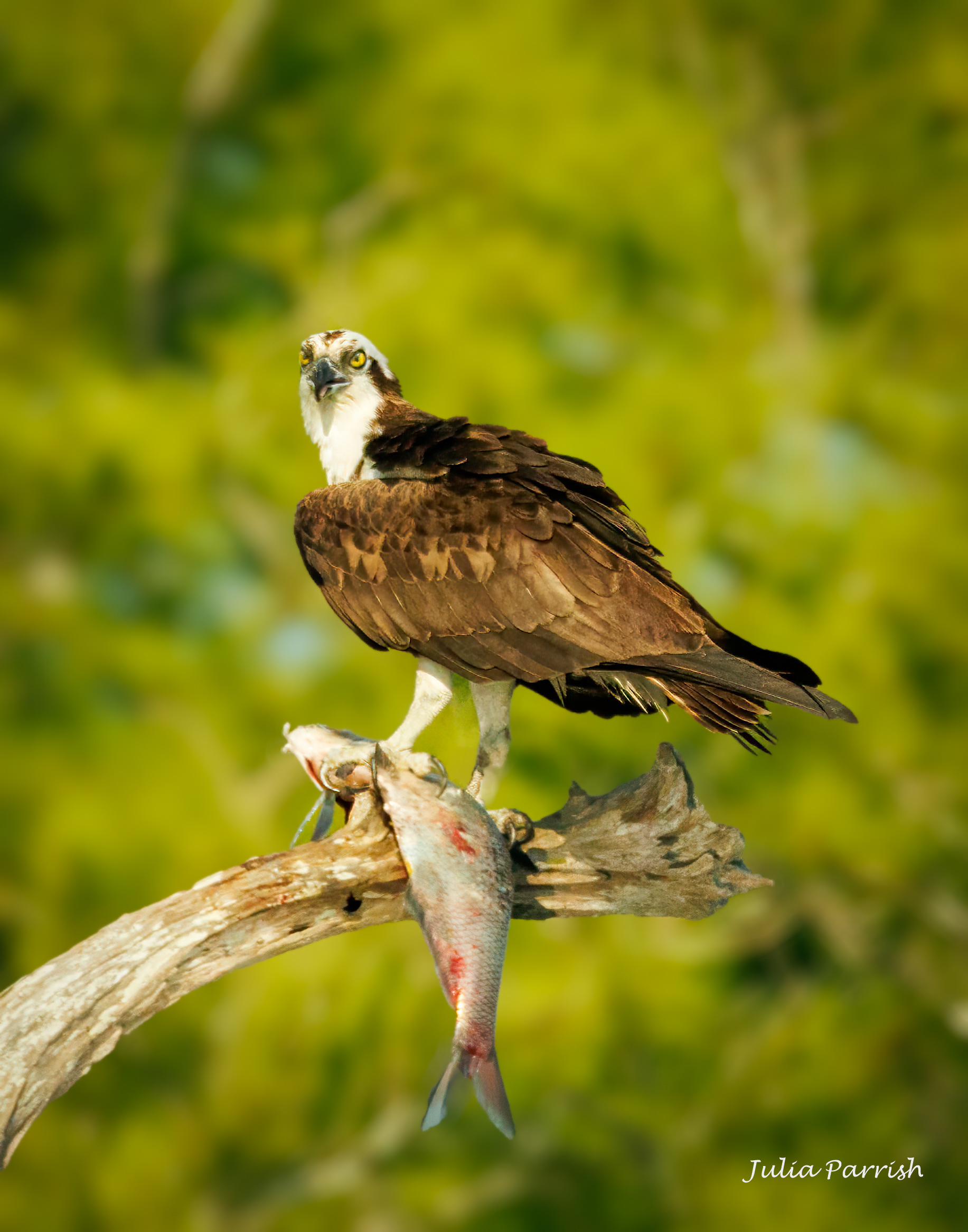 Osprey