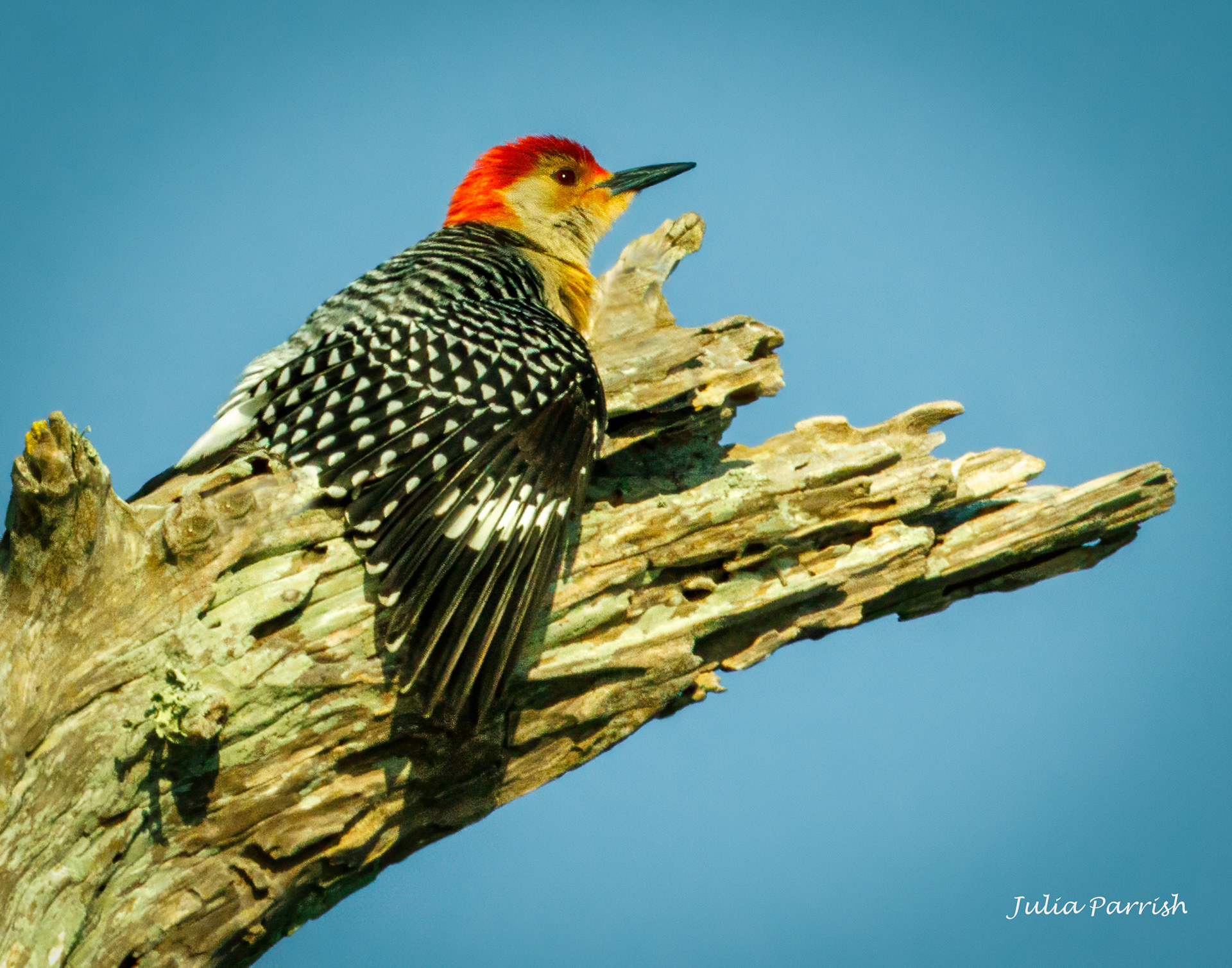 Red-bellied Woodpecker