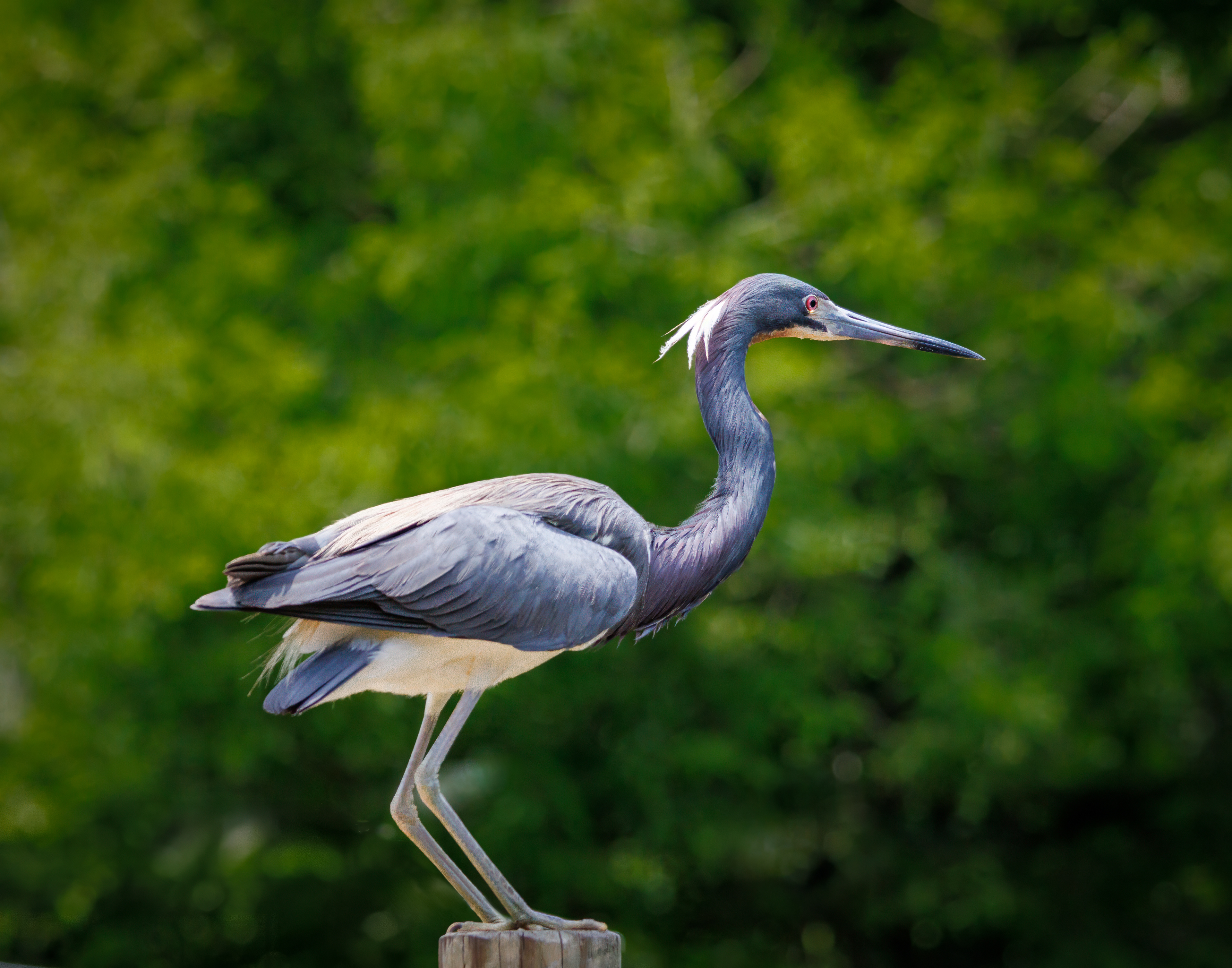 Tri-colored Heron