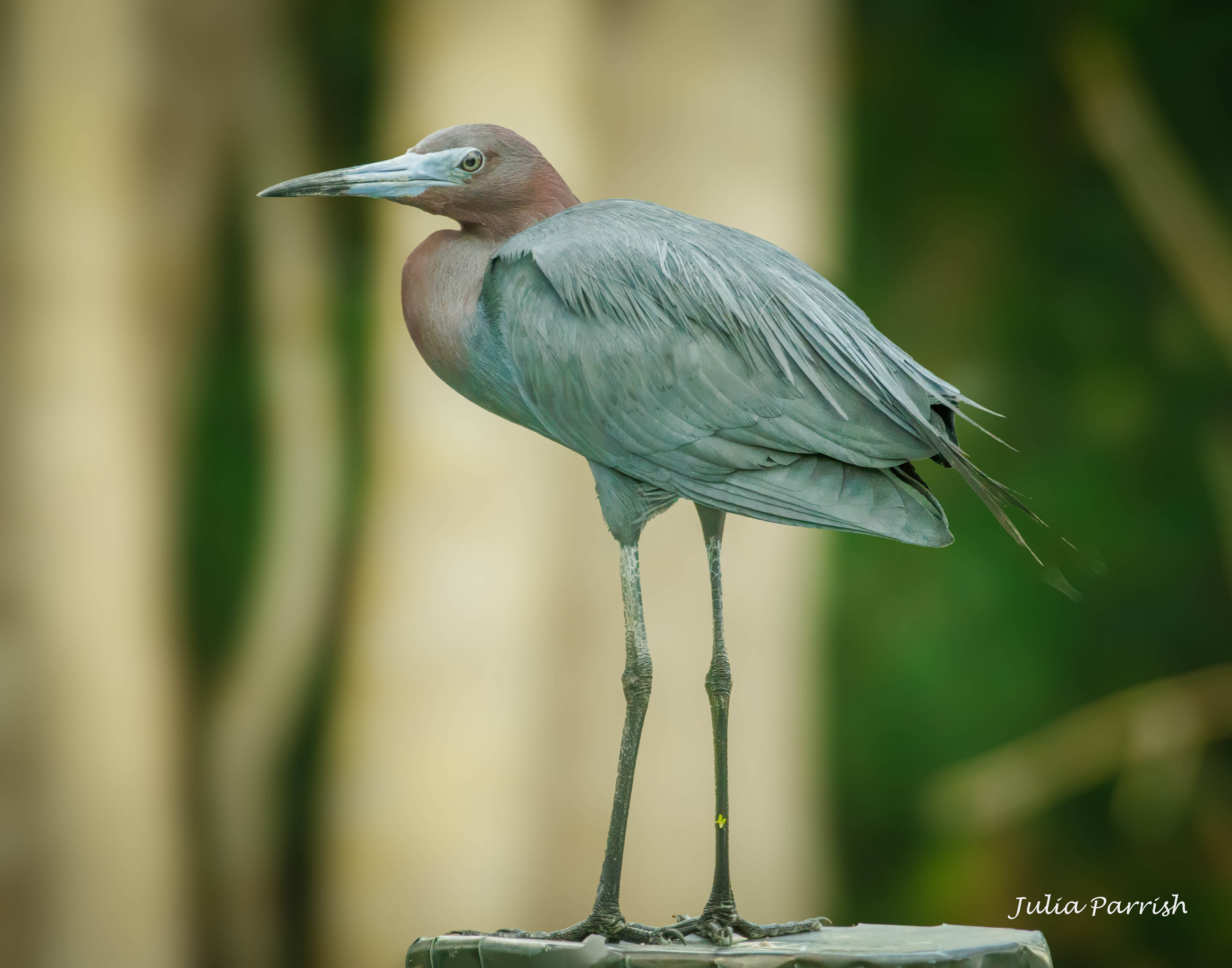 Little Blue Heron