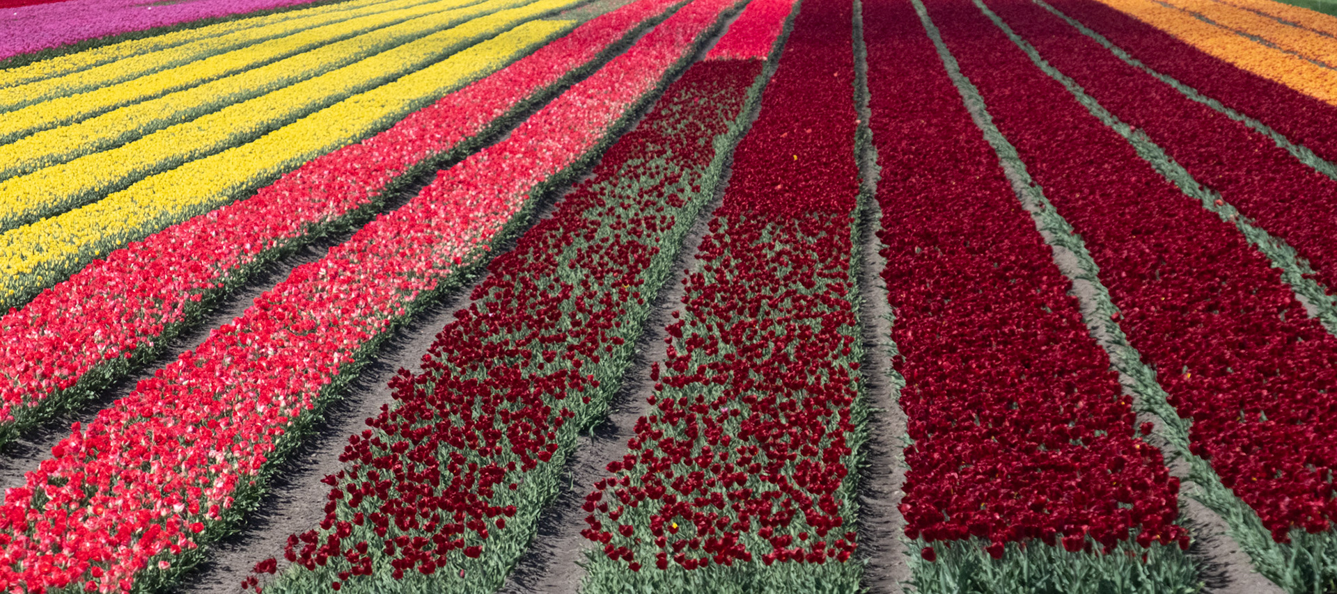 North Holland, The Netherlands