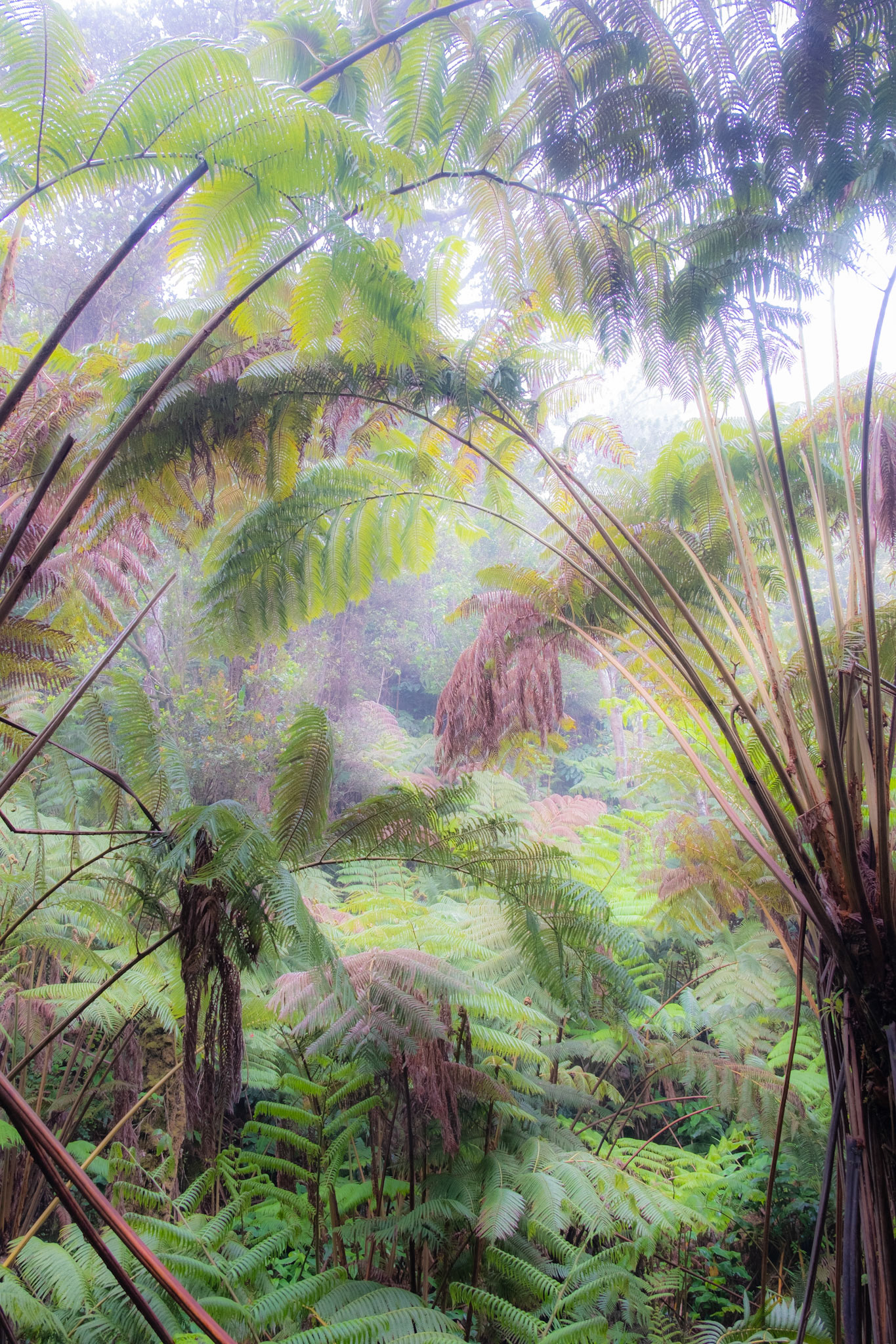 Hawaii Volcanoes National Park, Hawaii