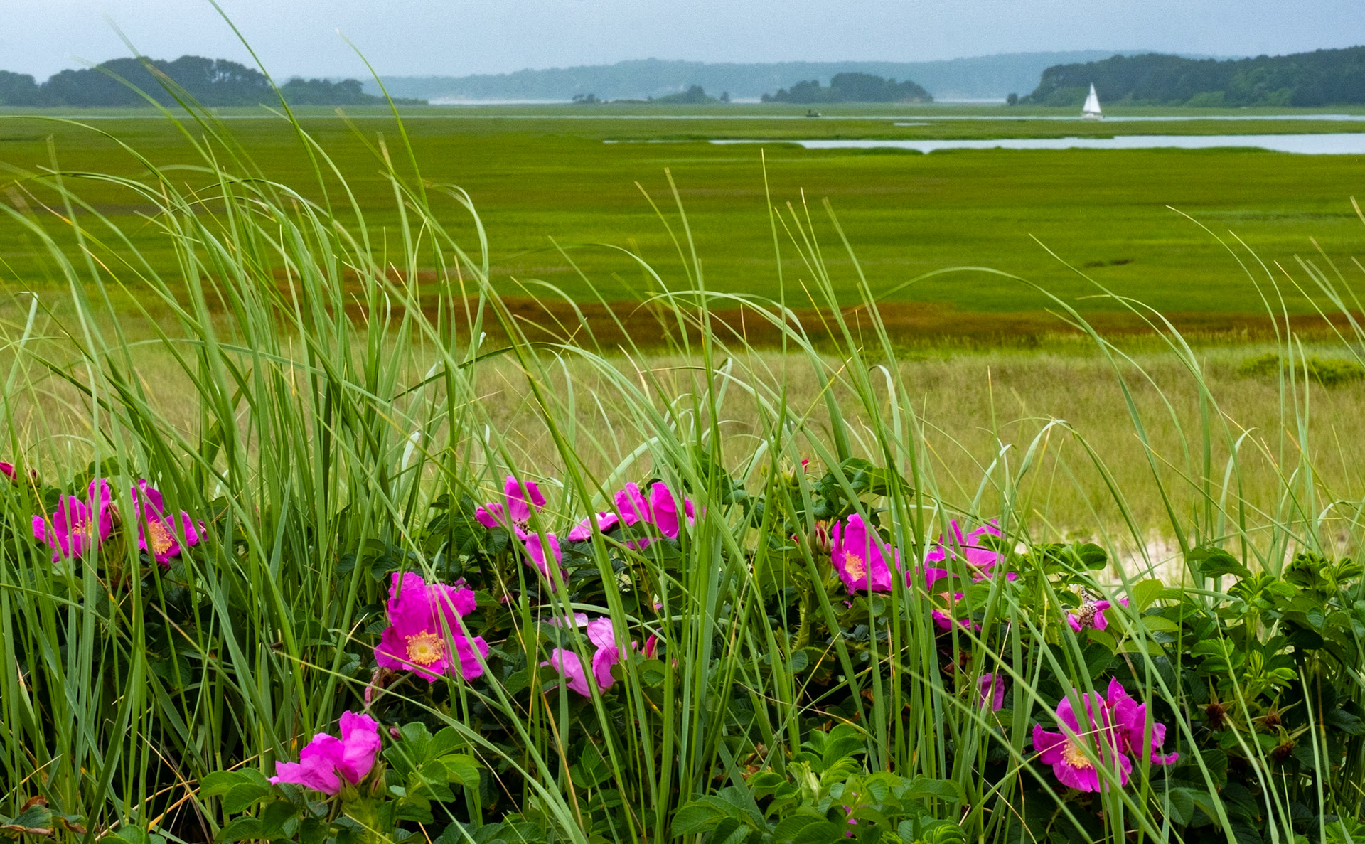 Pochet Neck, Cape Cod, Massachusetts