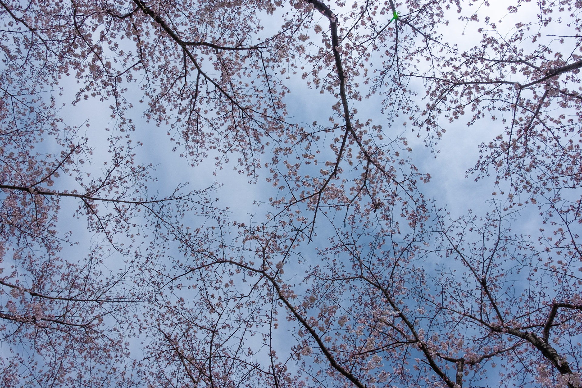 Korakuen Garden, Okayama, Japan