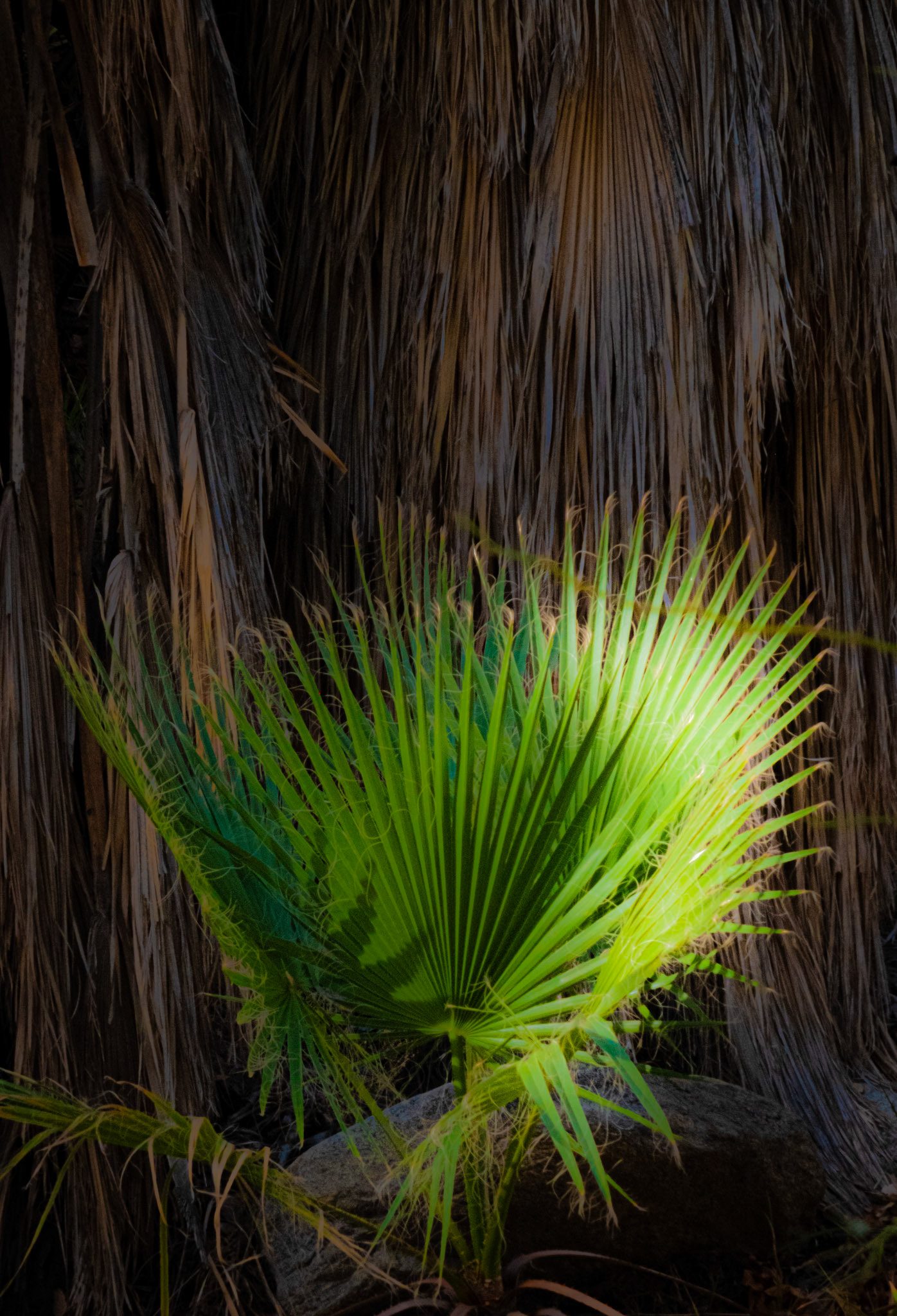 Indian Canyons, Palm Springs, California