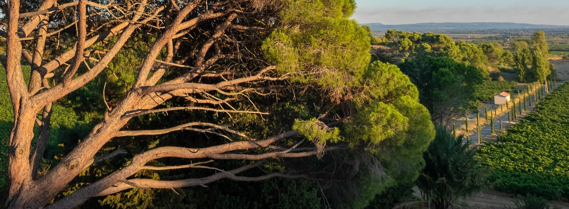 Languedoc, France
