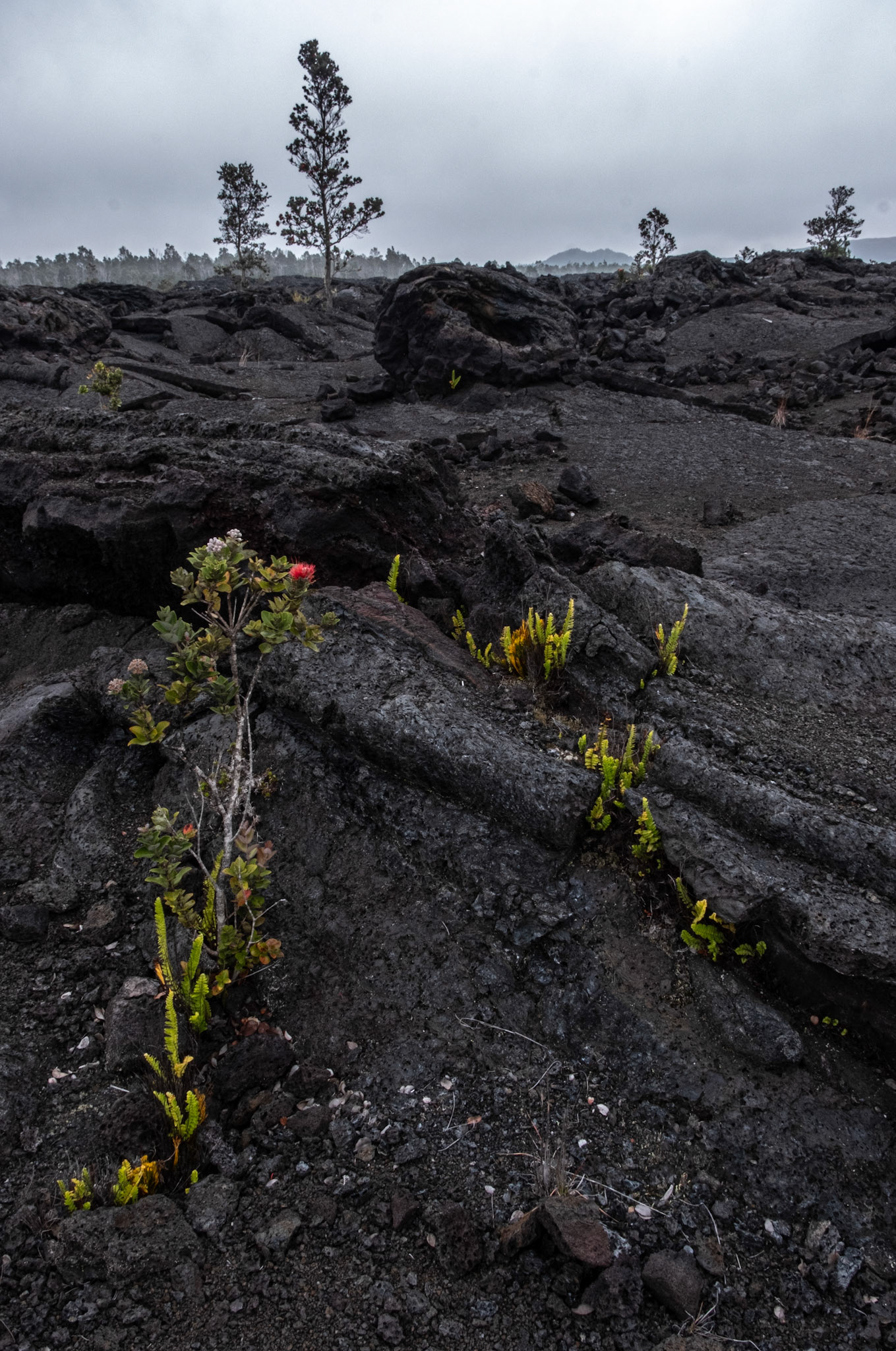 Hawaii Volcanoes National Park, Hawaii