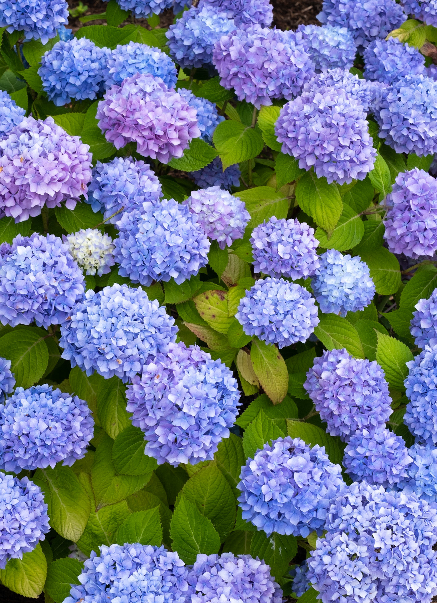 Pochet Neck, Cape Cod, Massachusetts