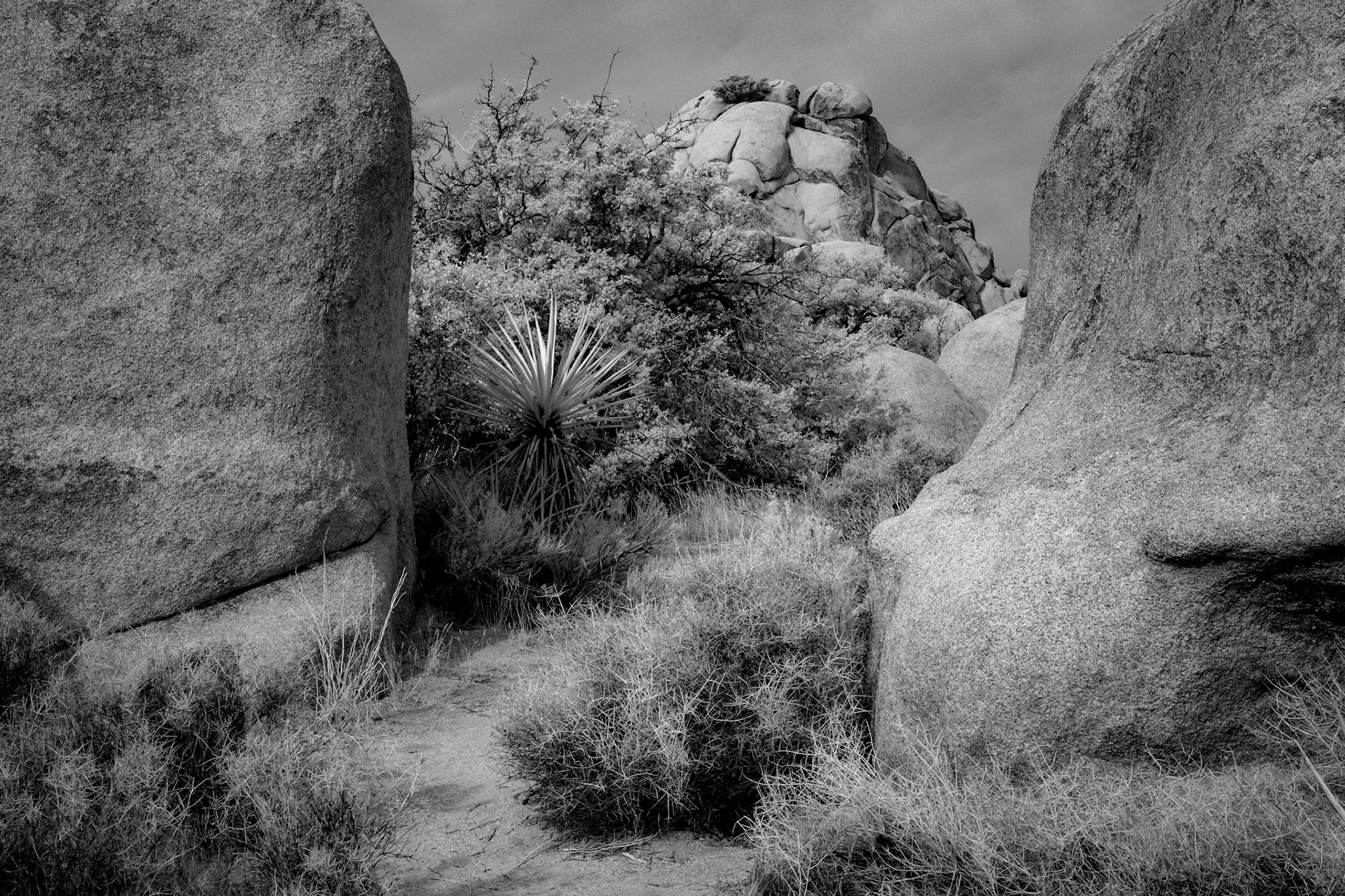Joshua Tree National Park, California
