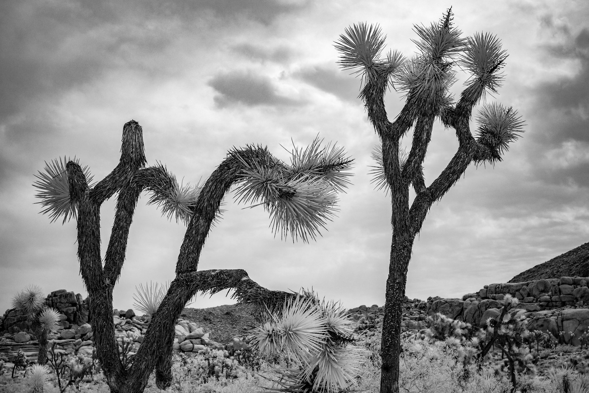 Joshua Tree National Park, California