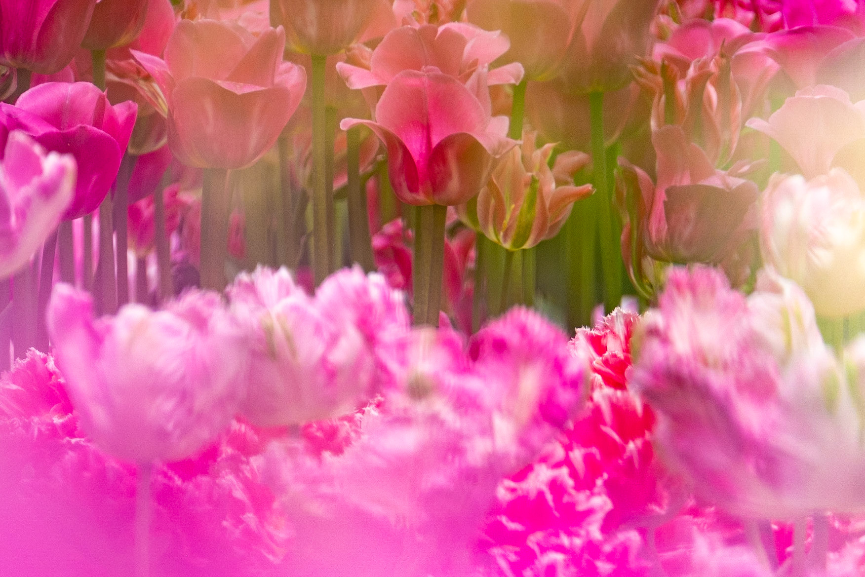 Longwood Gardens