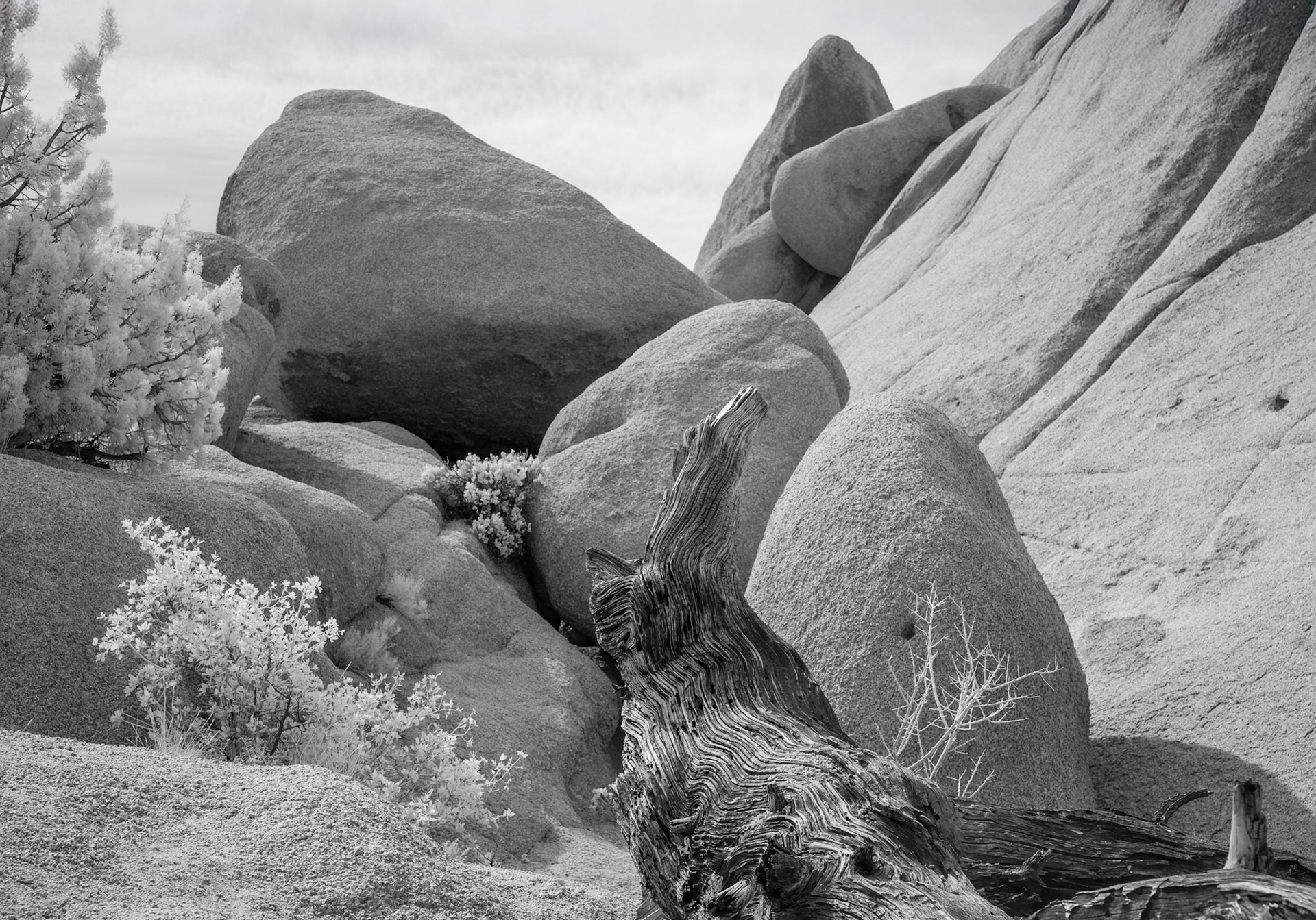 Joshua Tree National Park, California