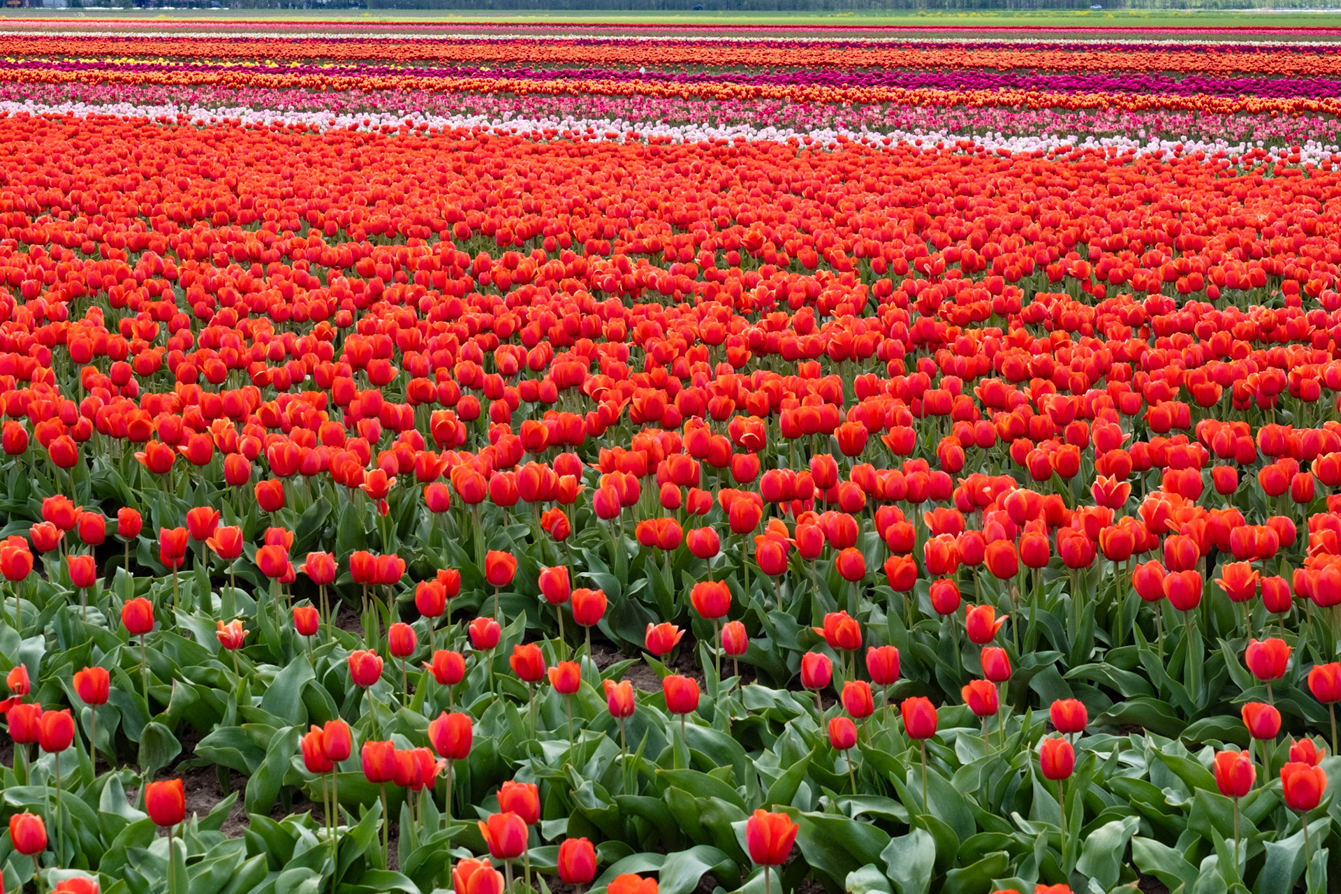 Kwekerij Siem Munster, Slootdorp, The Netherlands