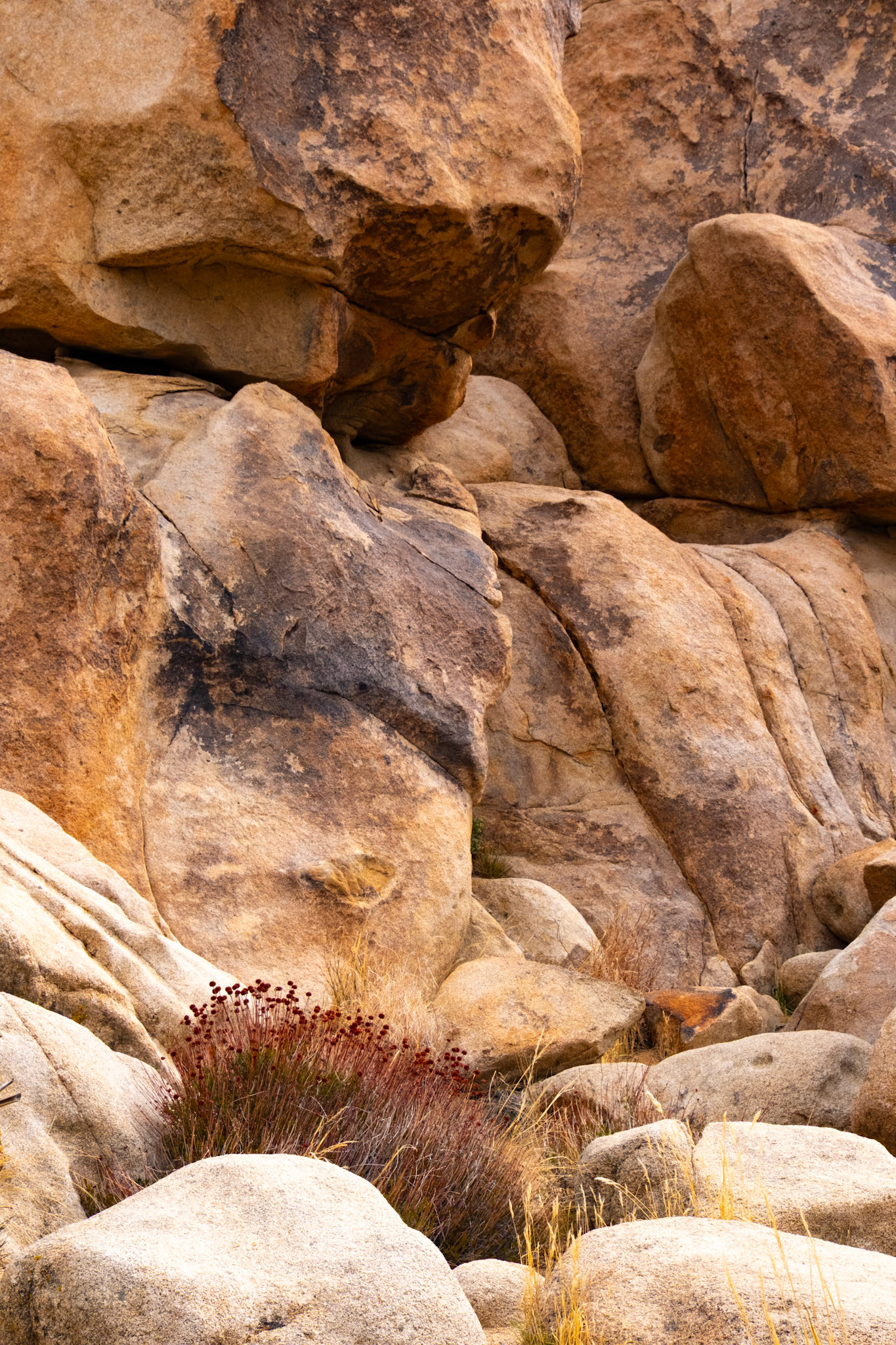 Joshua Tree National Park, California