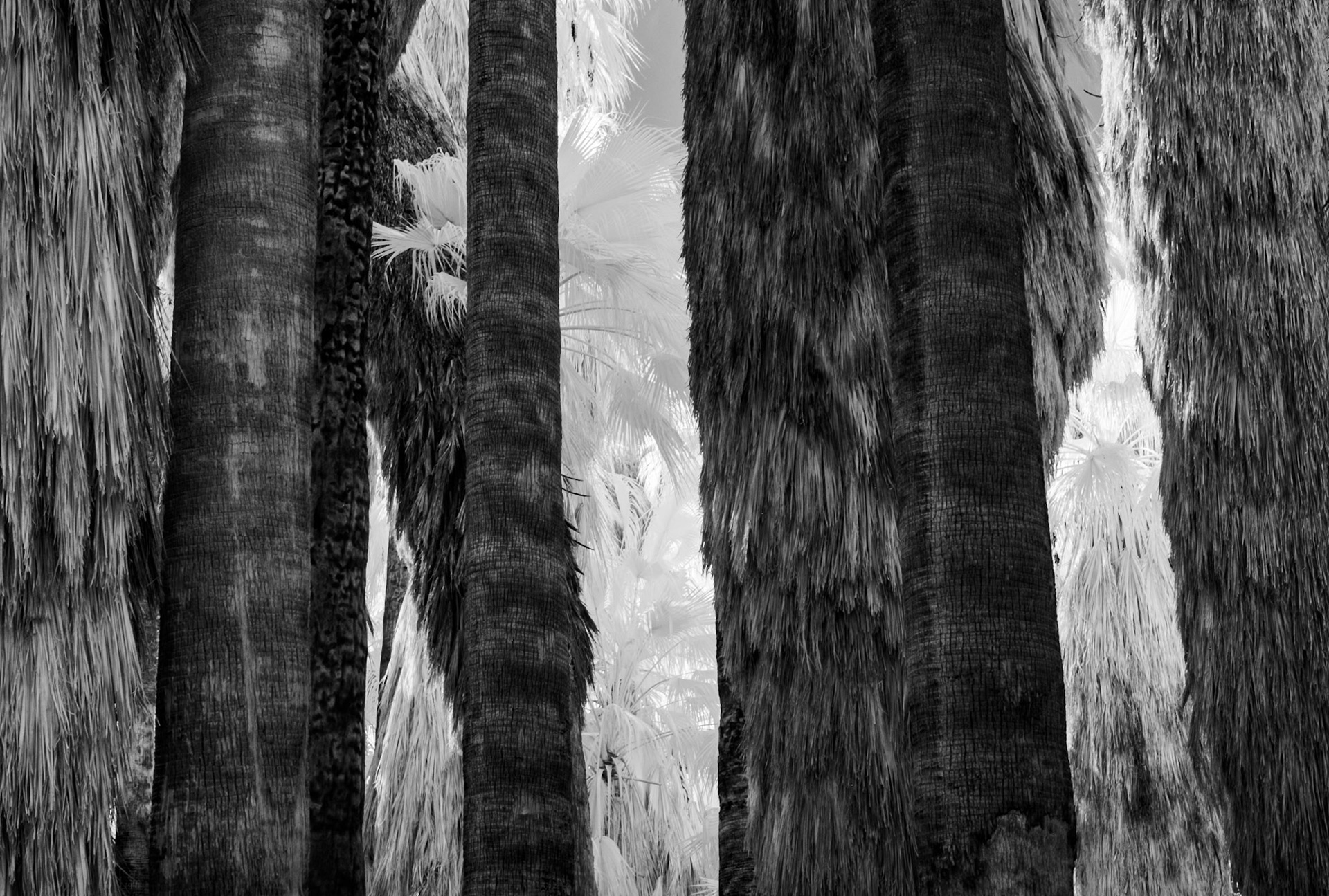 Indian Canyons, Palm Springs, California