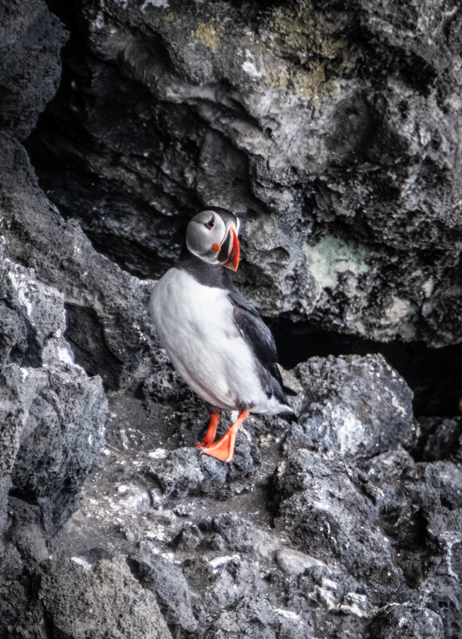 Reynisfjara, South Coast, Iceland