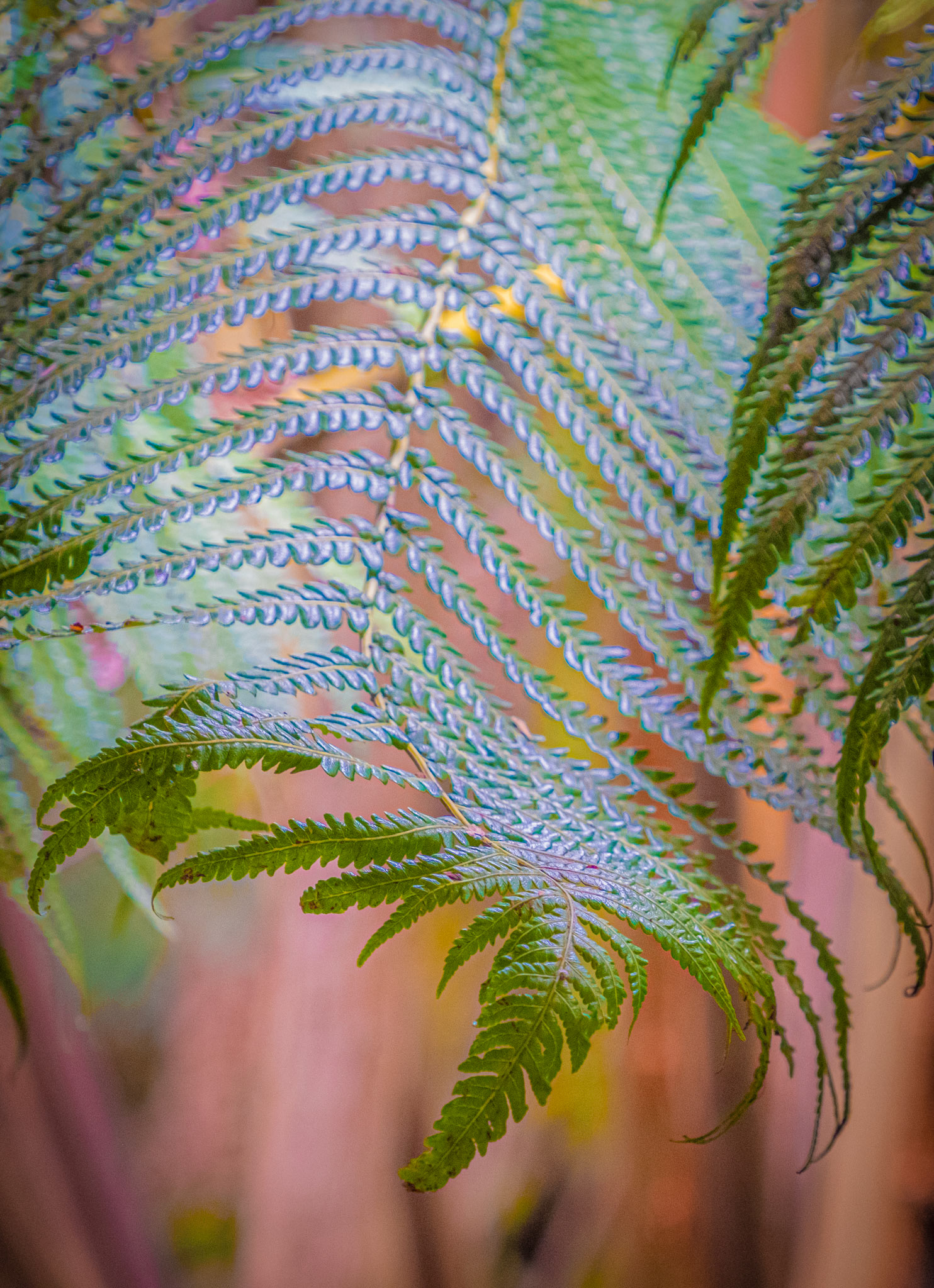 Hawaii Volcanoes National Park, Hawaii