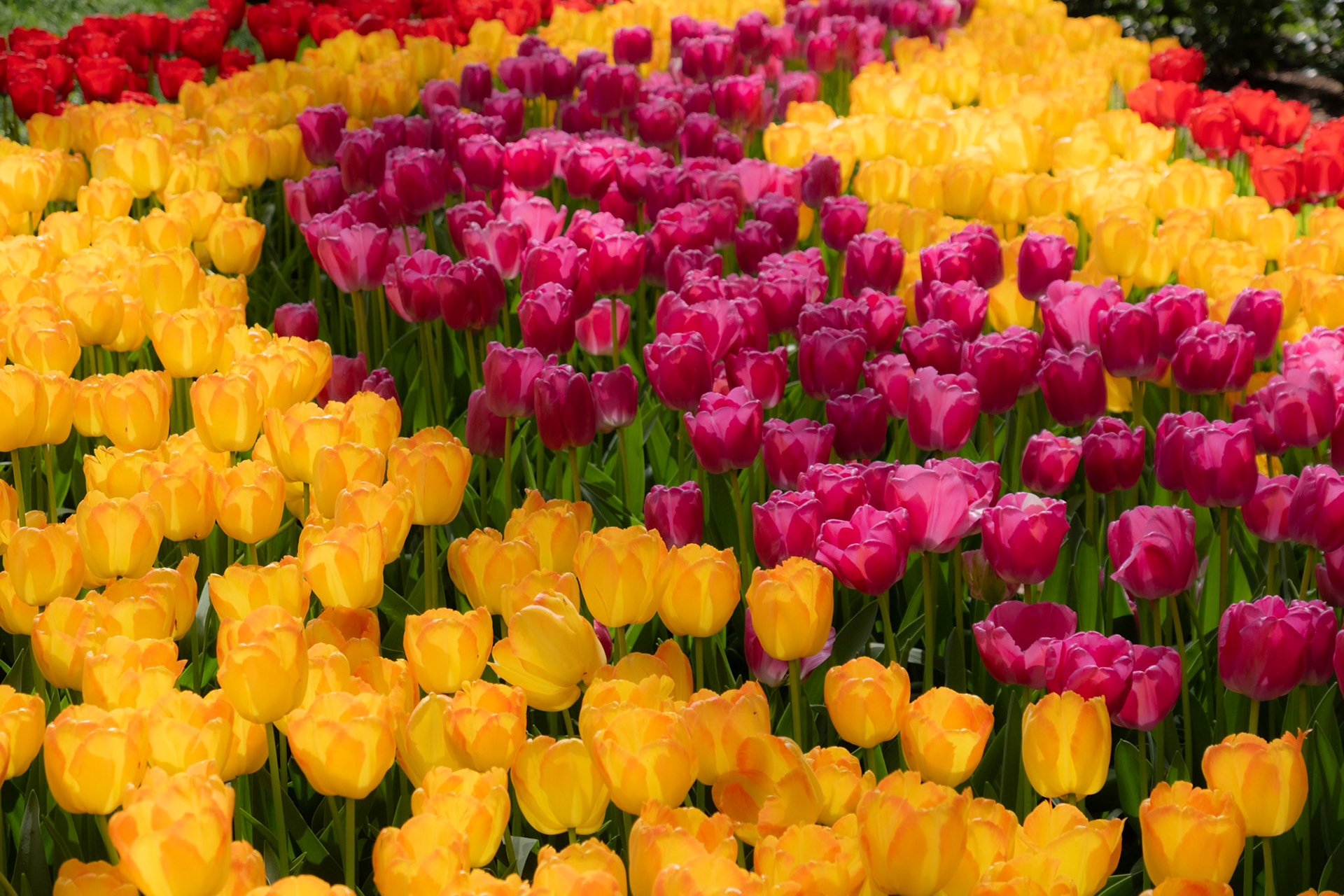 Keukenhof, The Netherlands