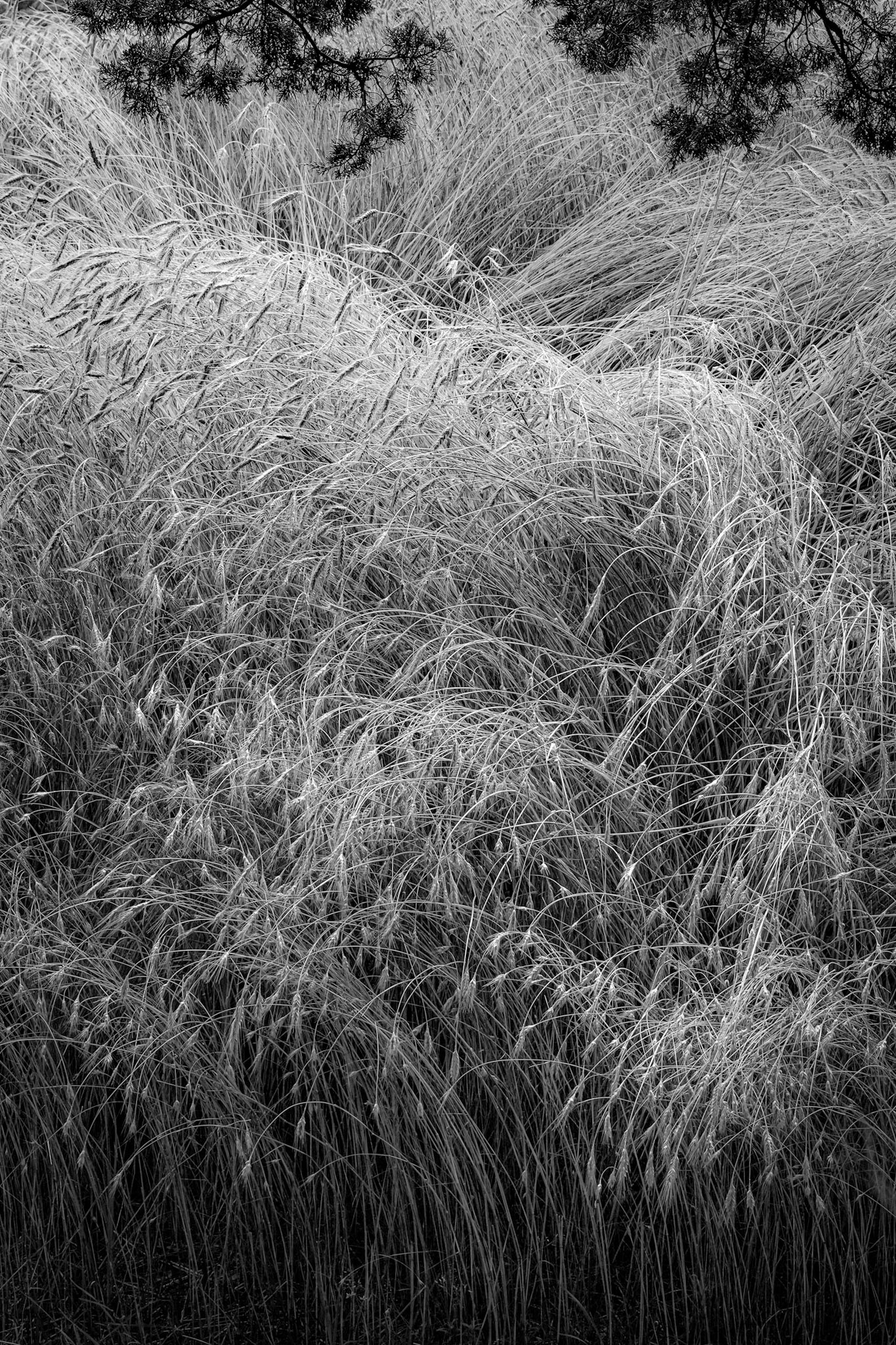 Pochet Neck, Cape Cod, Massachusetts