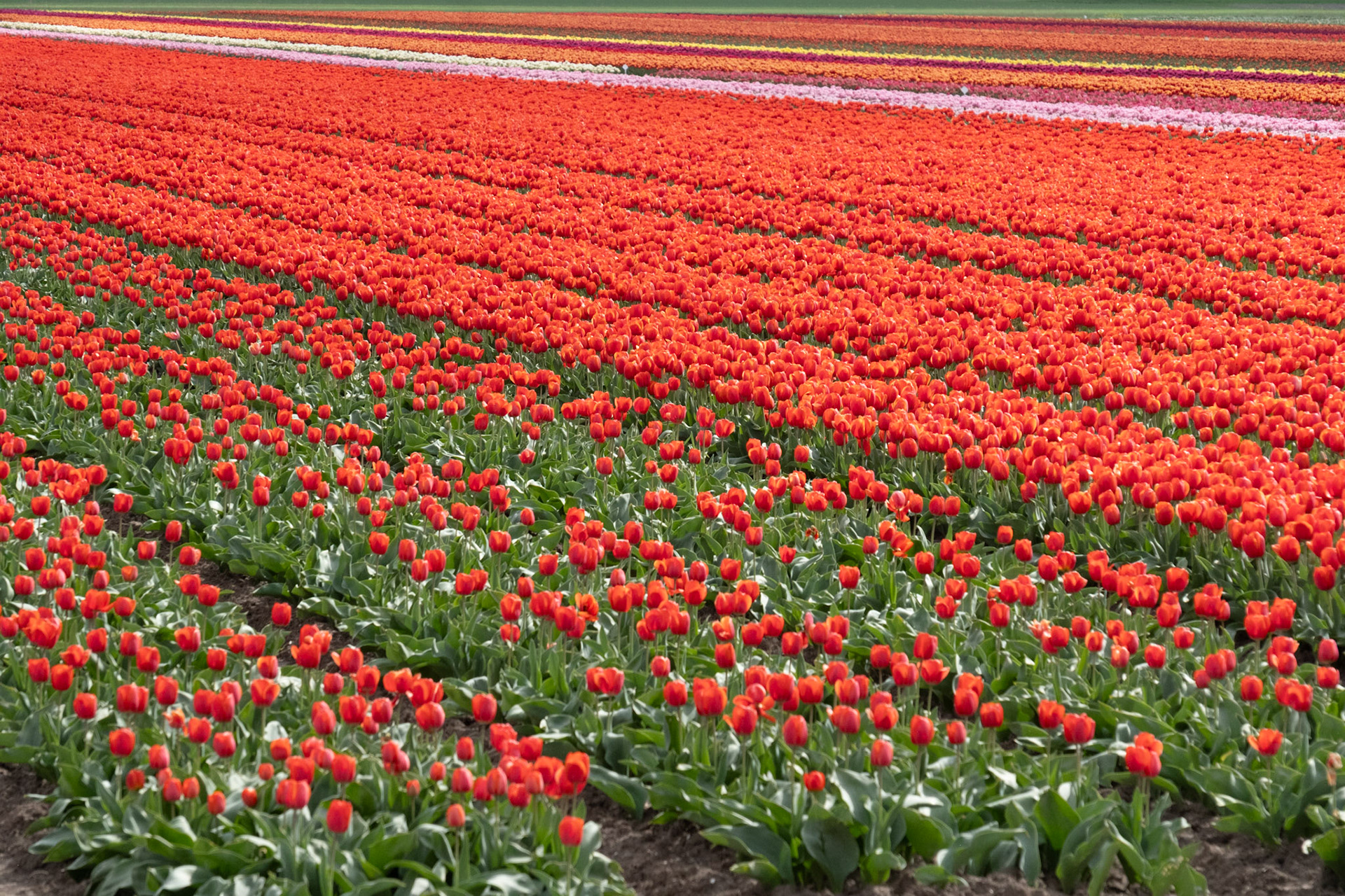 Kwekerij Siem Munster, Slootdorp, The Netherlands