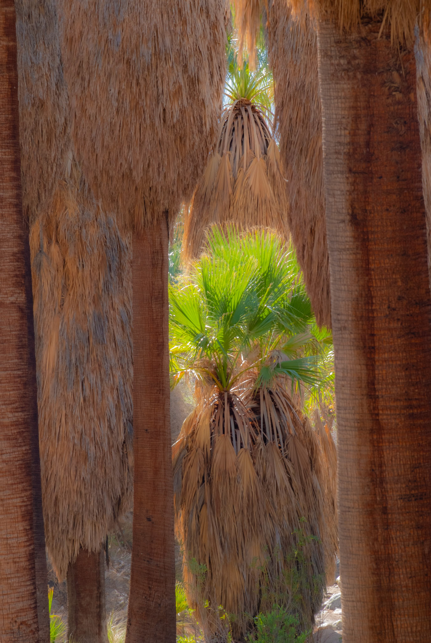 Indian Canyons, Palm Springs, California