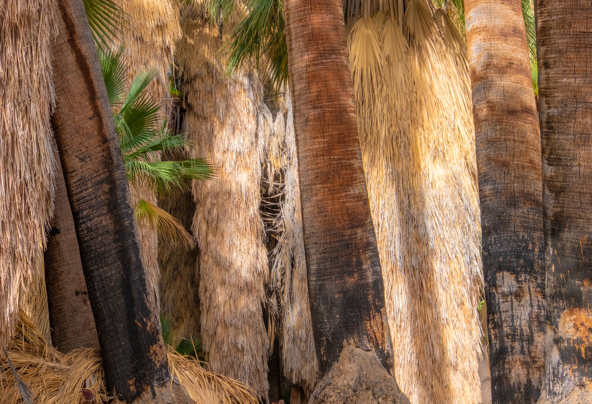 Indian Canyons, Palm Springs, California
