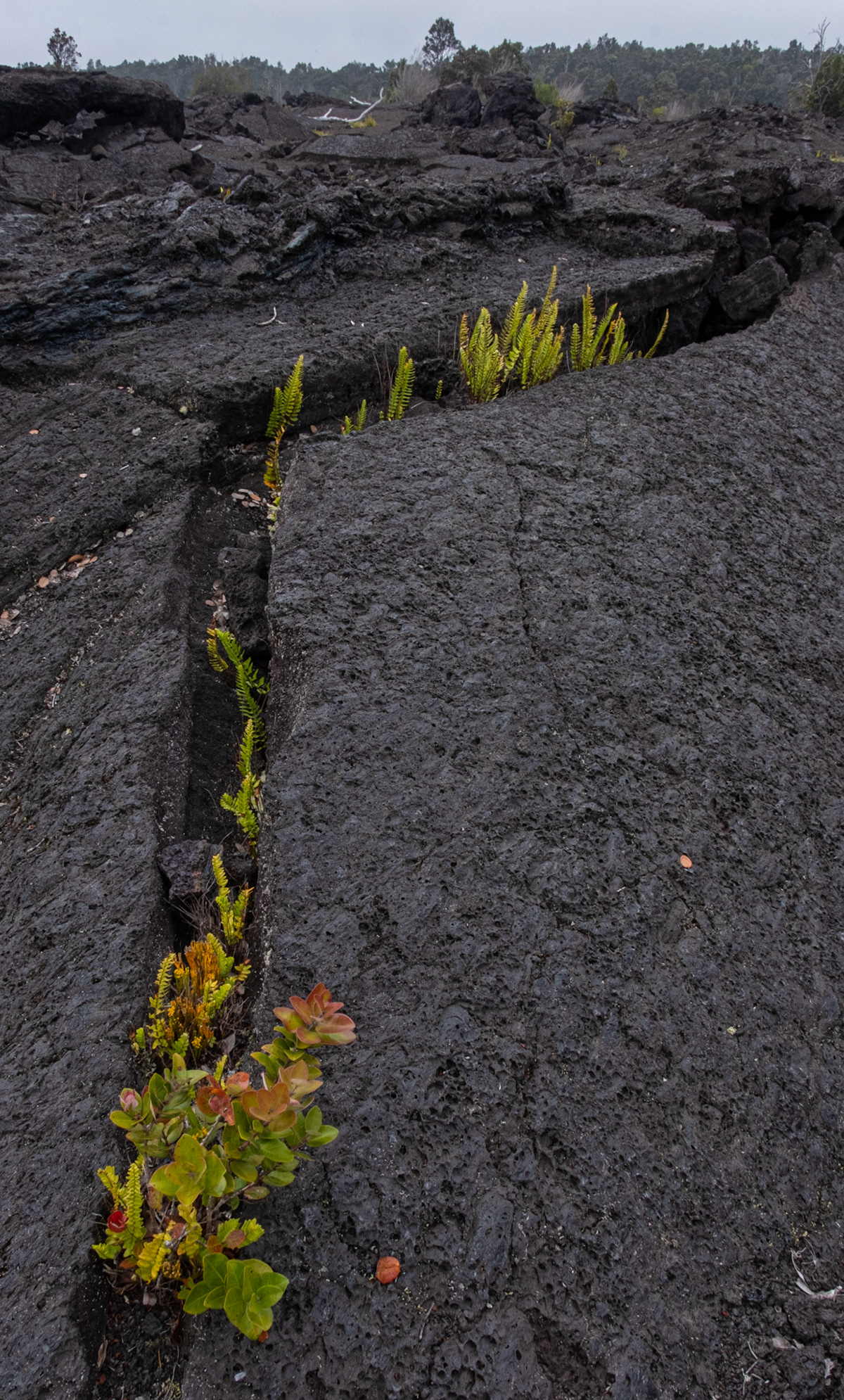 Hawaii Volcanoes National Park, Hawaii