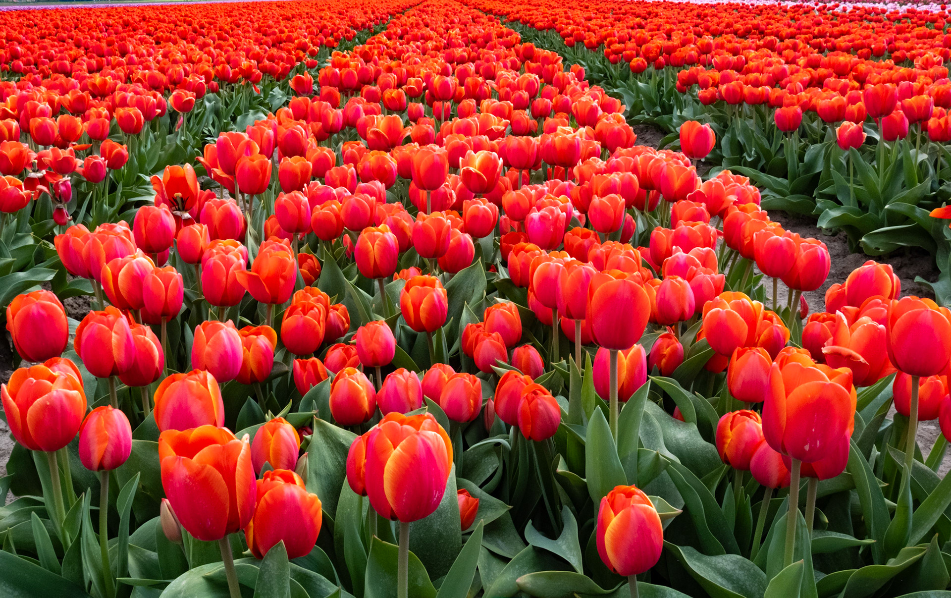 Kwekerij Siem Munster, Slootdorp, The Netherlands