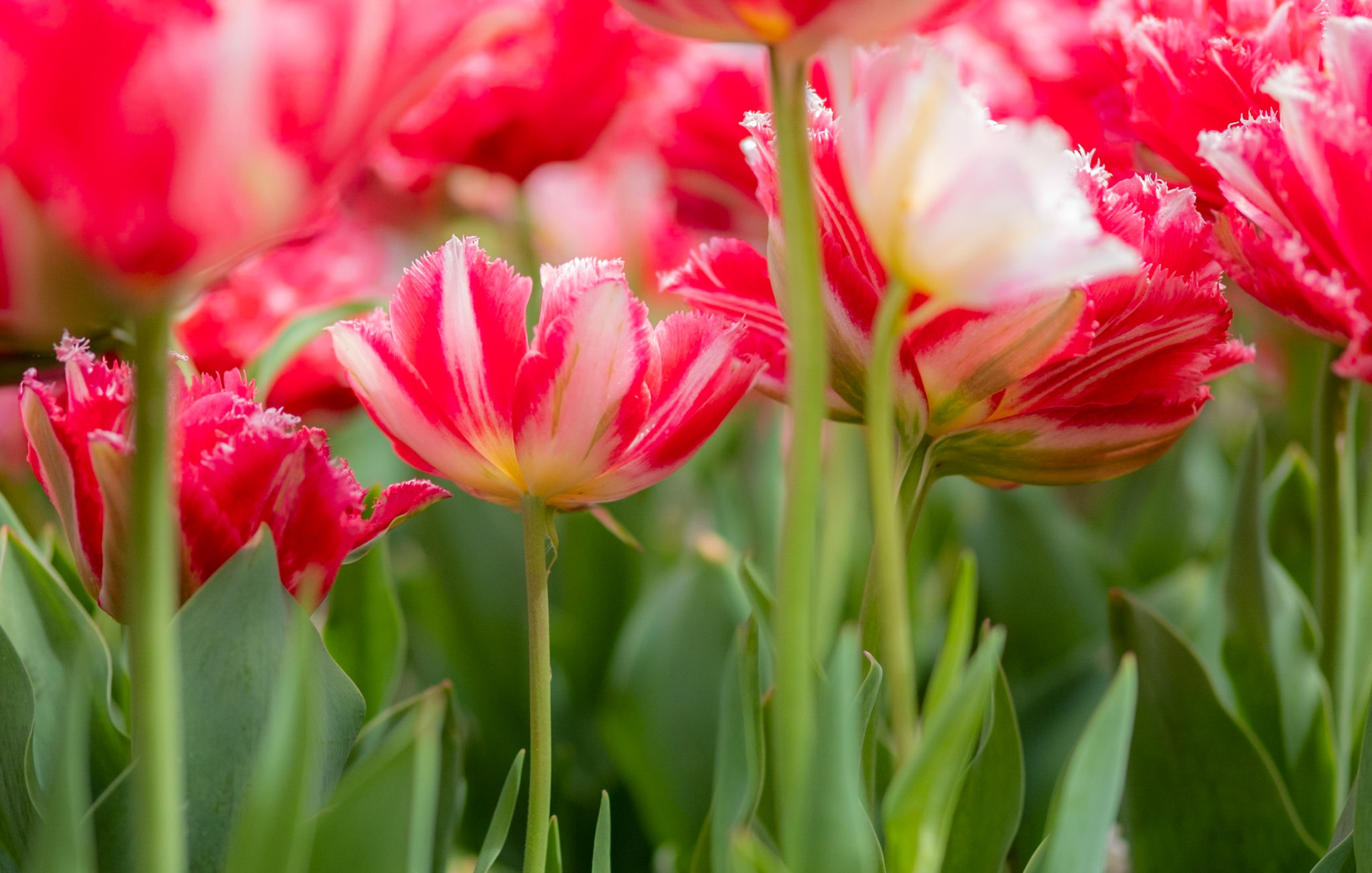Longwood Gardens