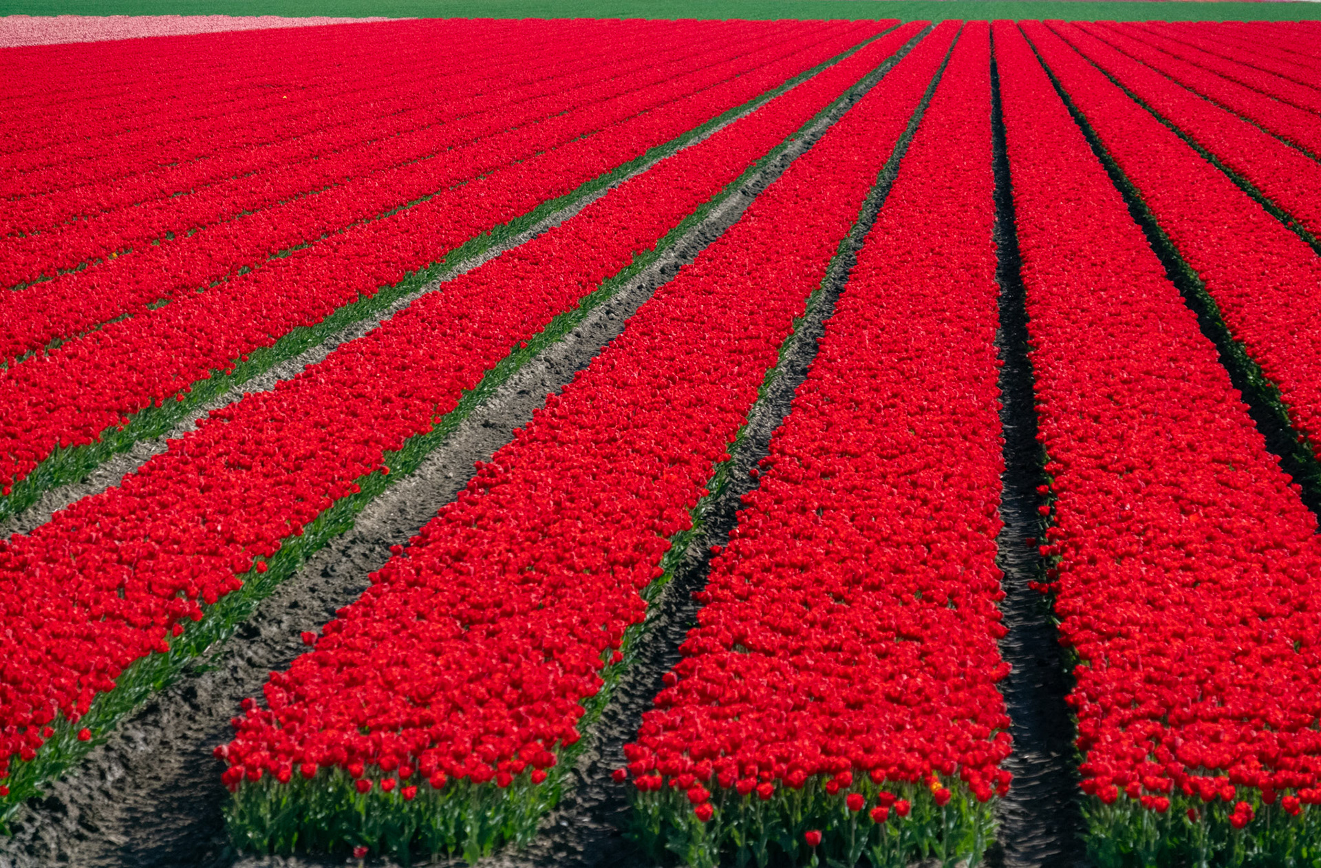 North Holland, The Netherlands