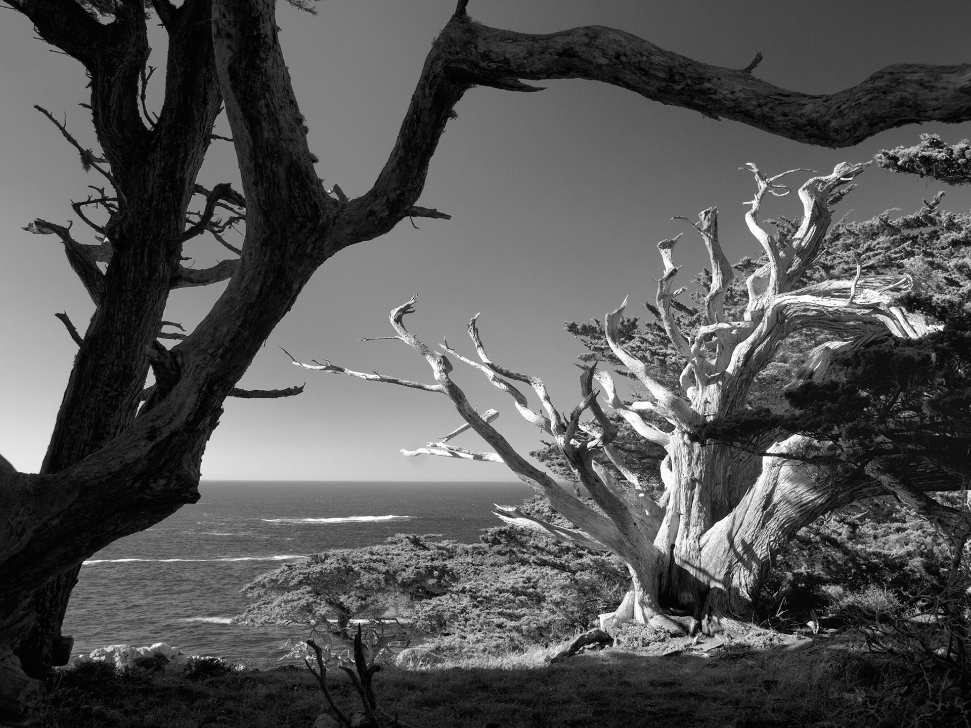 Point Lobos, California