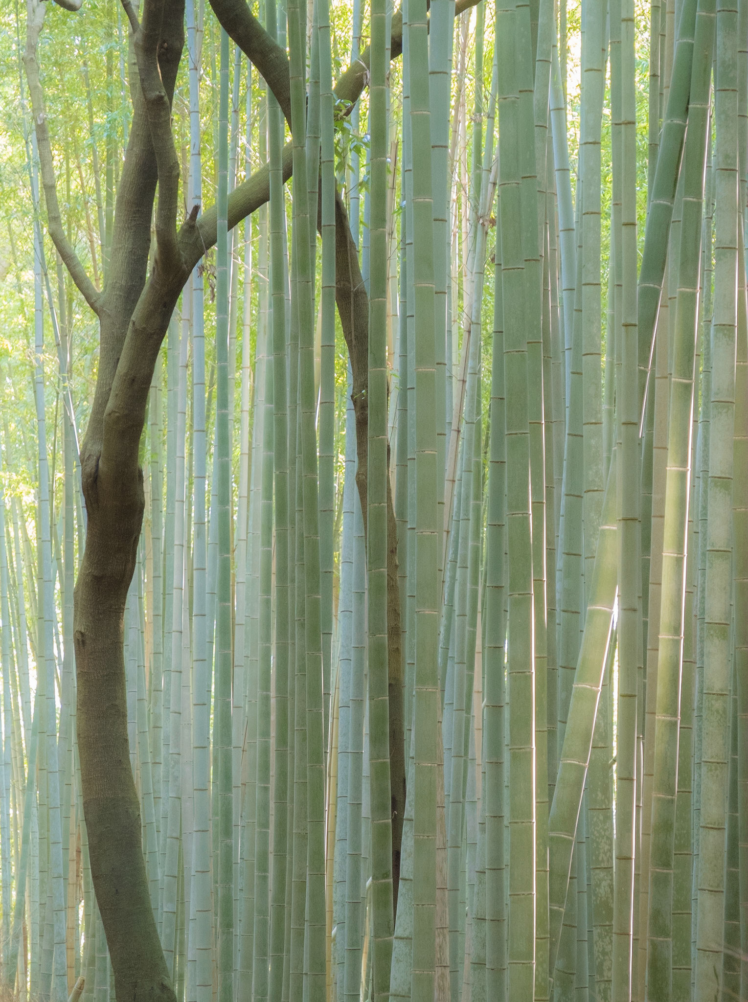 Kyoto, Japan