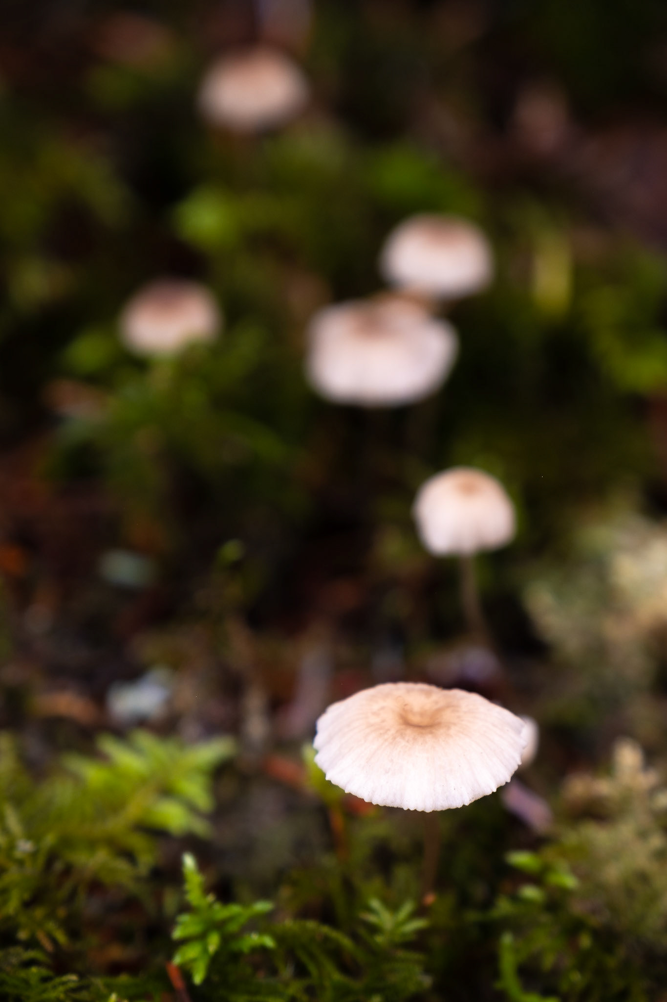 Hobbit Trail, Oregon