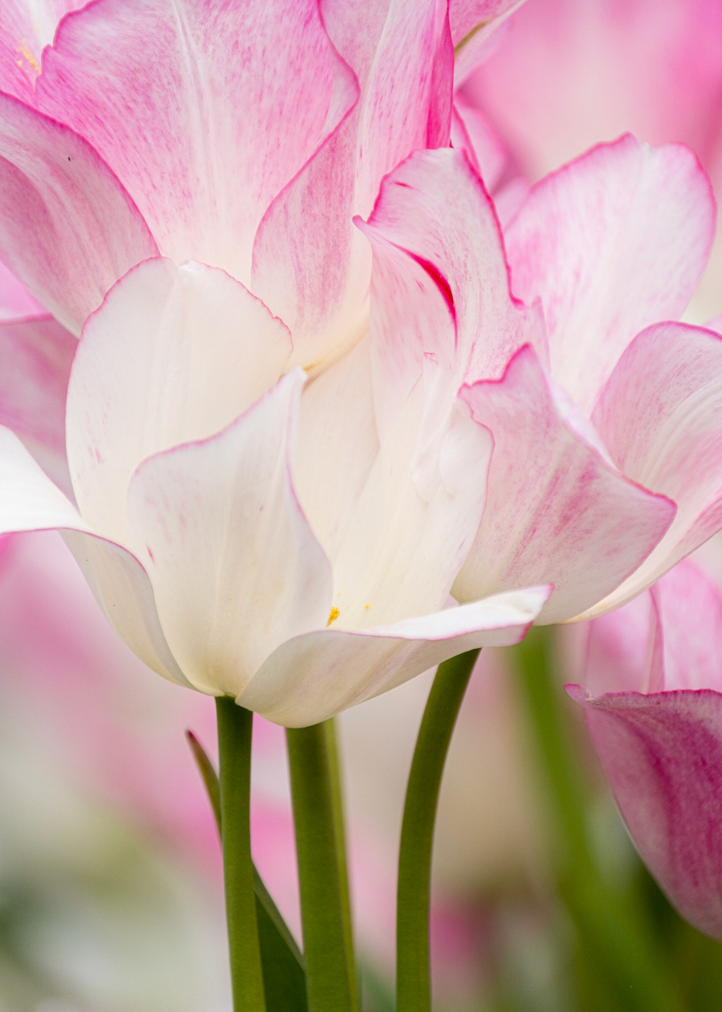 Longwood Gardens
