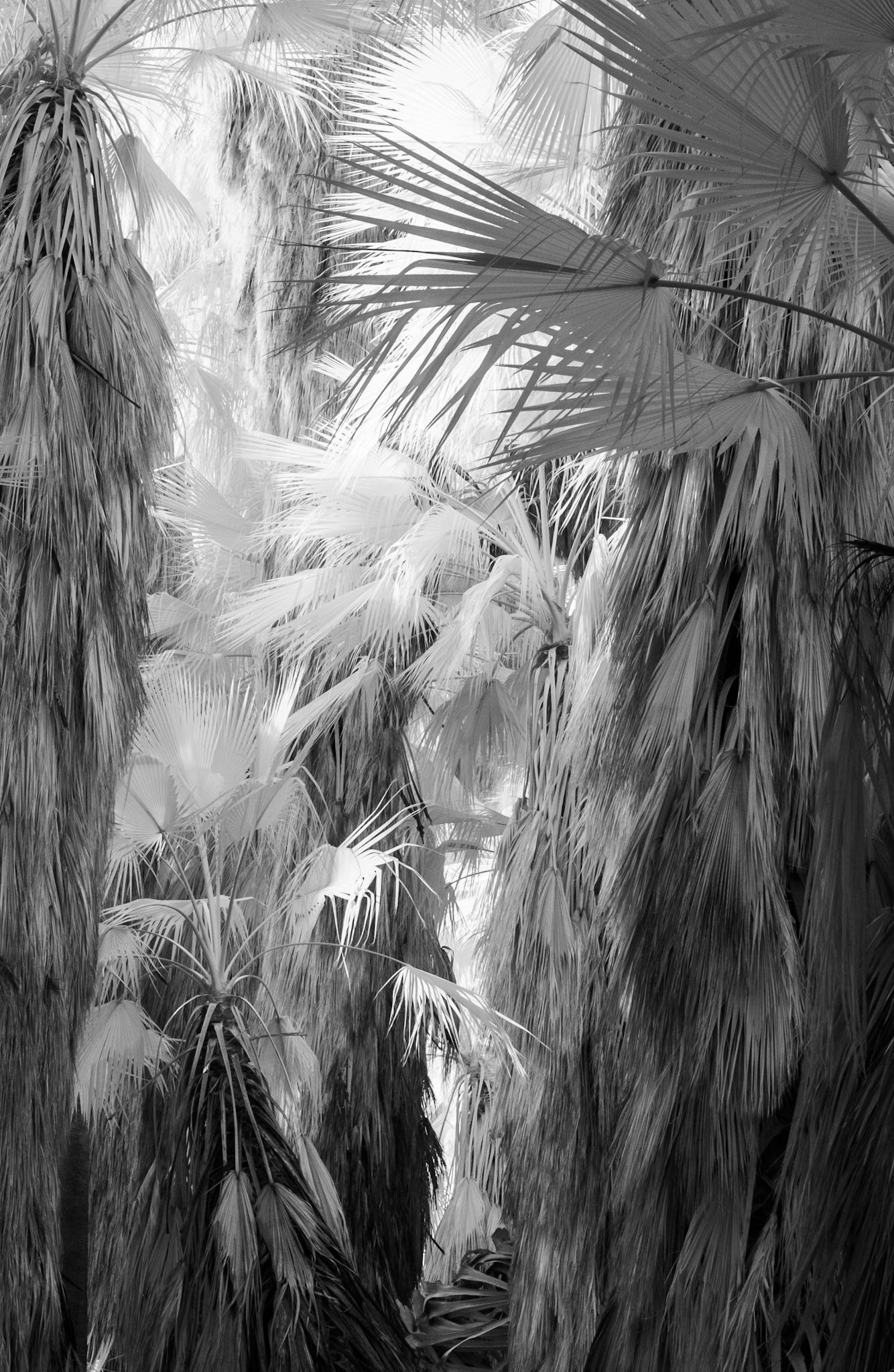 Indian Canyons, Palm Springs, California