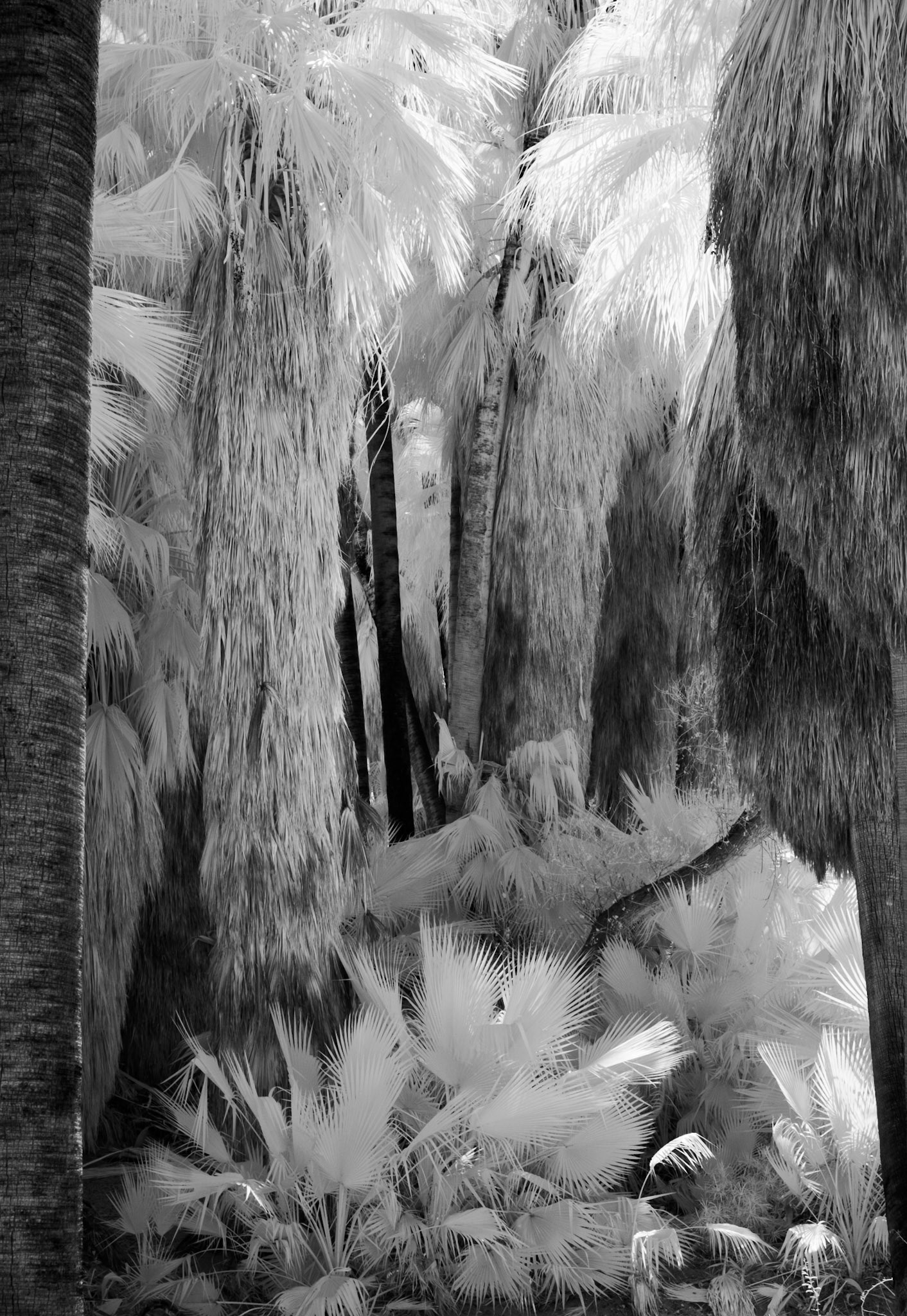 Indian Canyons, Palm Springs, California