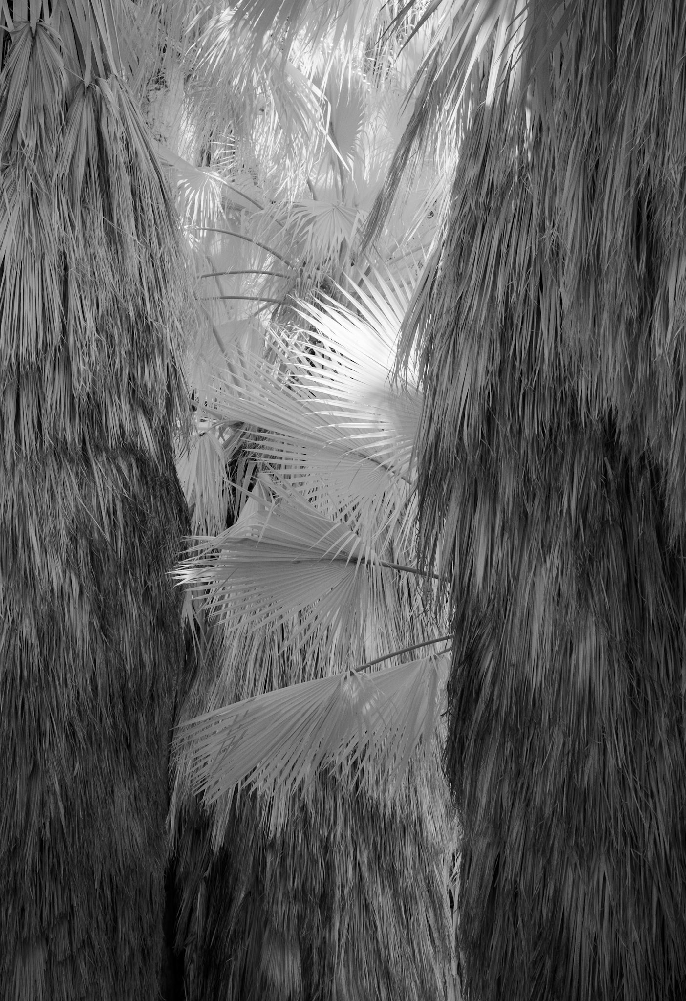 Indian Canyons, Palm Springs, California